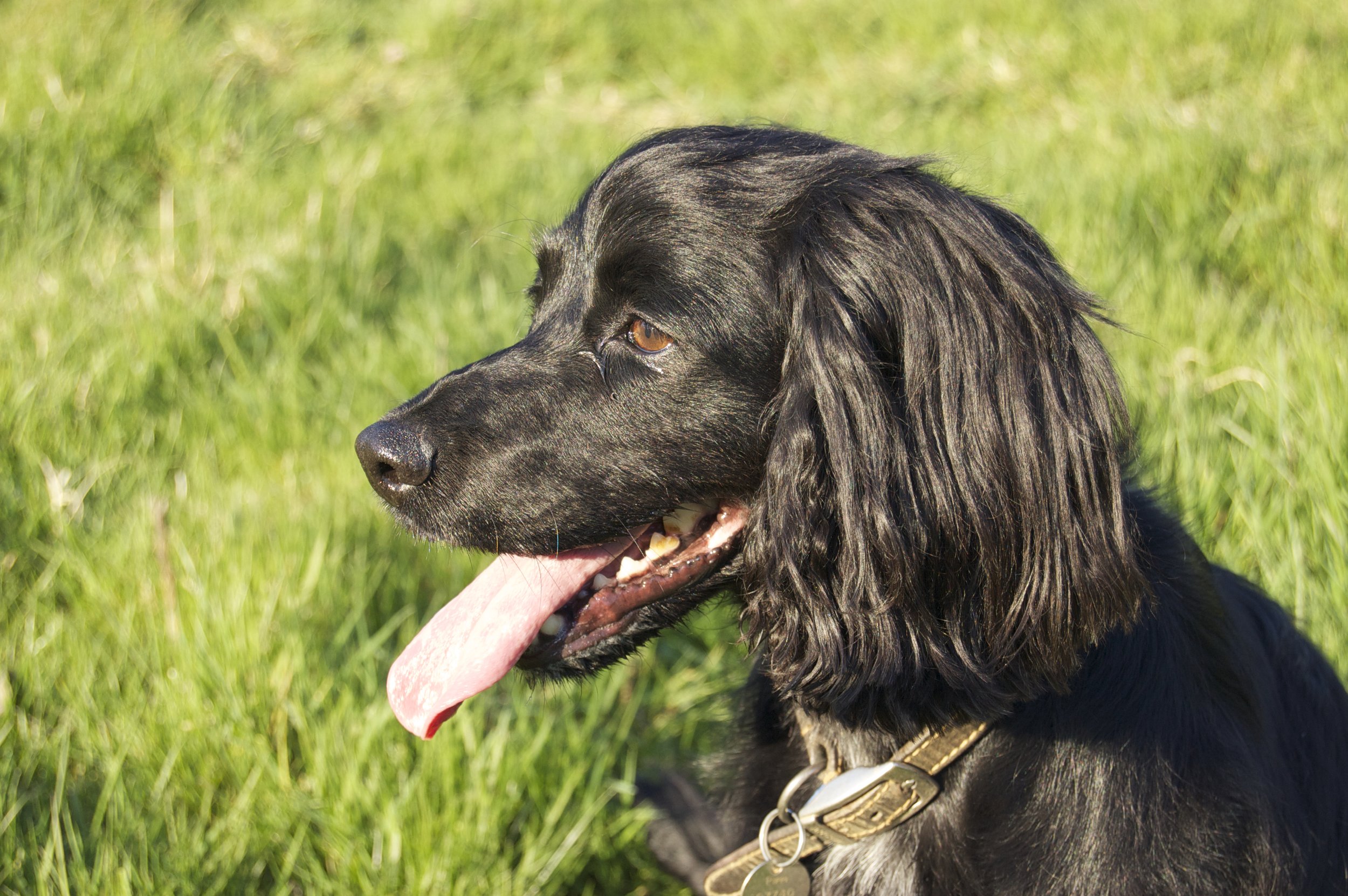 A black dog with long ears and a pink tongue sitting on grass, wearing a gold collar.