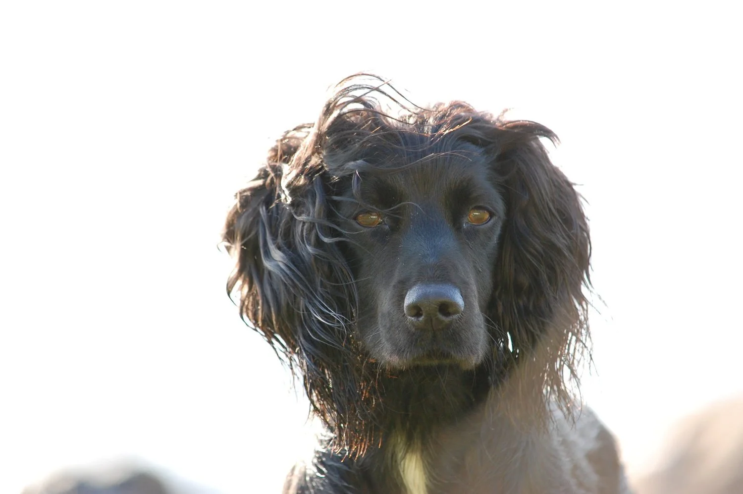 Close-up of a black dog with wavy ears, looking directly at the camera with a white background.