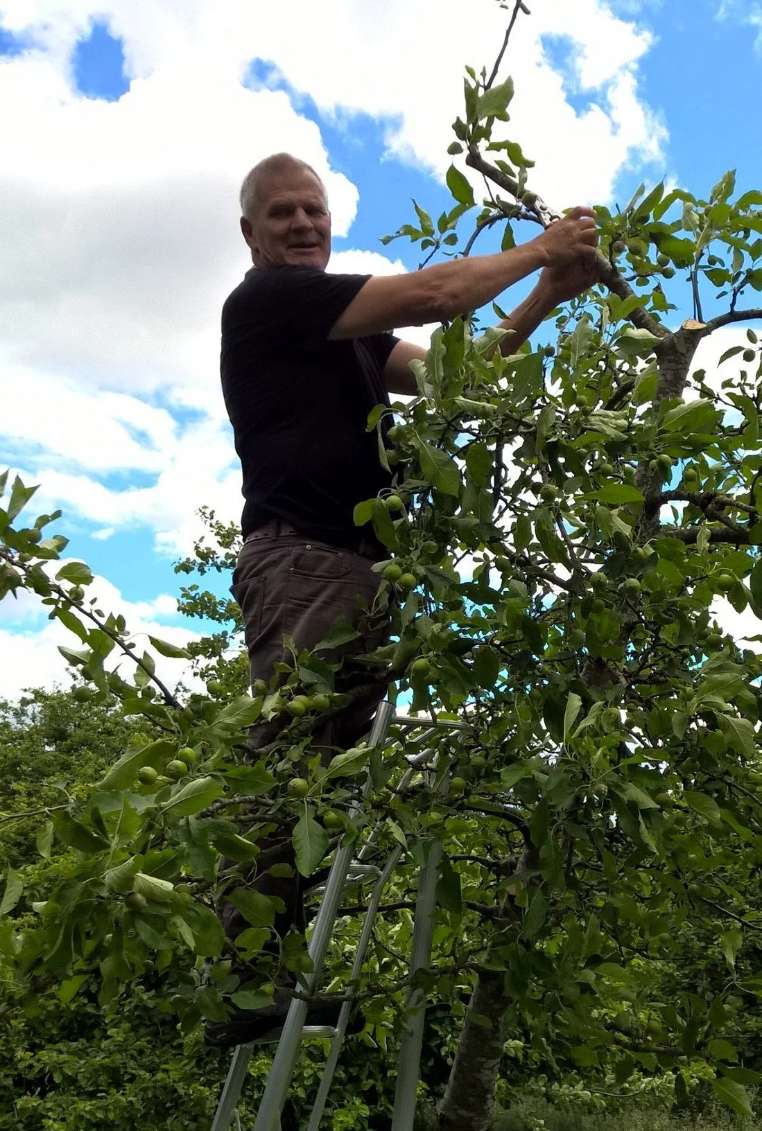 A man standing on a ladder picking green apples from an apple tree.