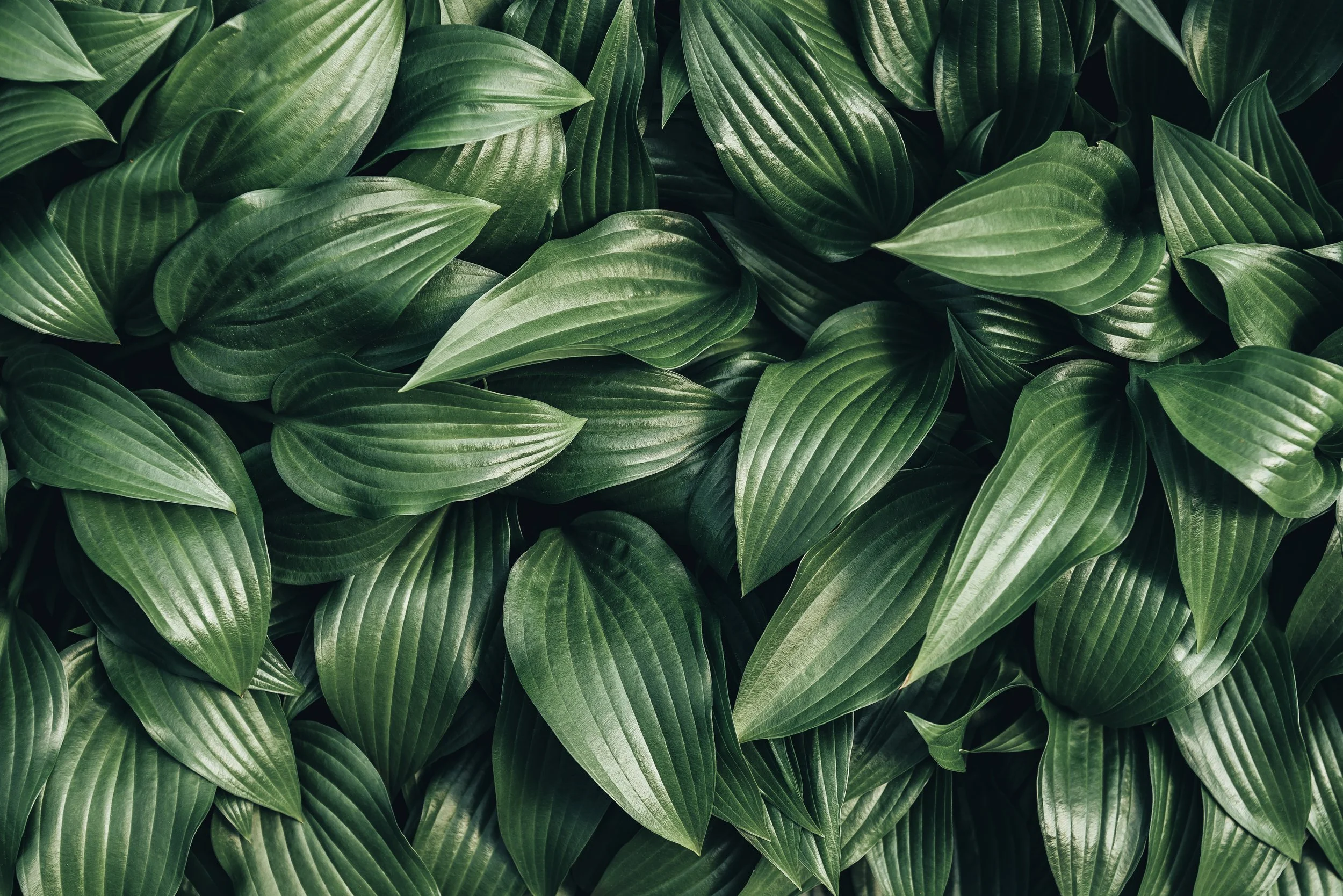 Close-up of overlapping large green tropical leaves with shiny surface.