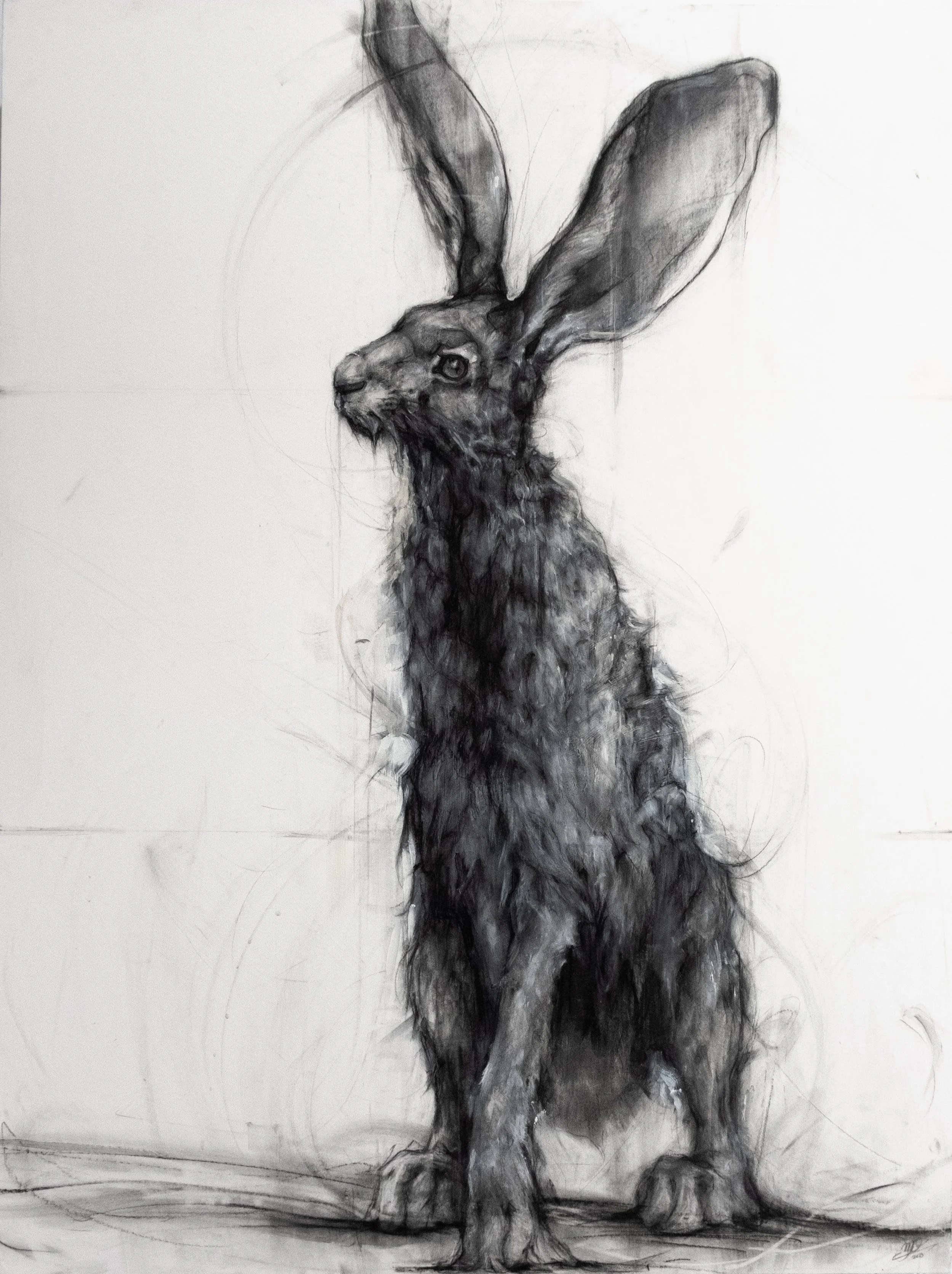 jackrabbit cw1.JPG