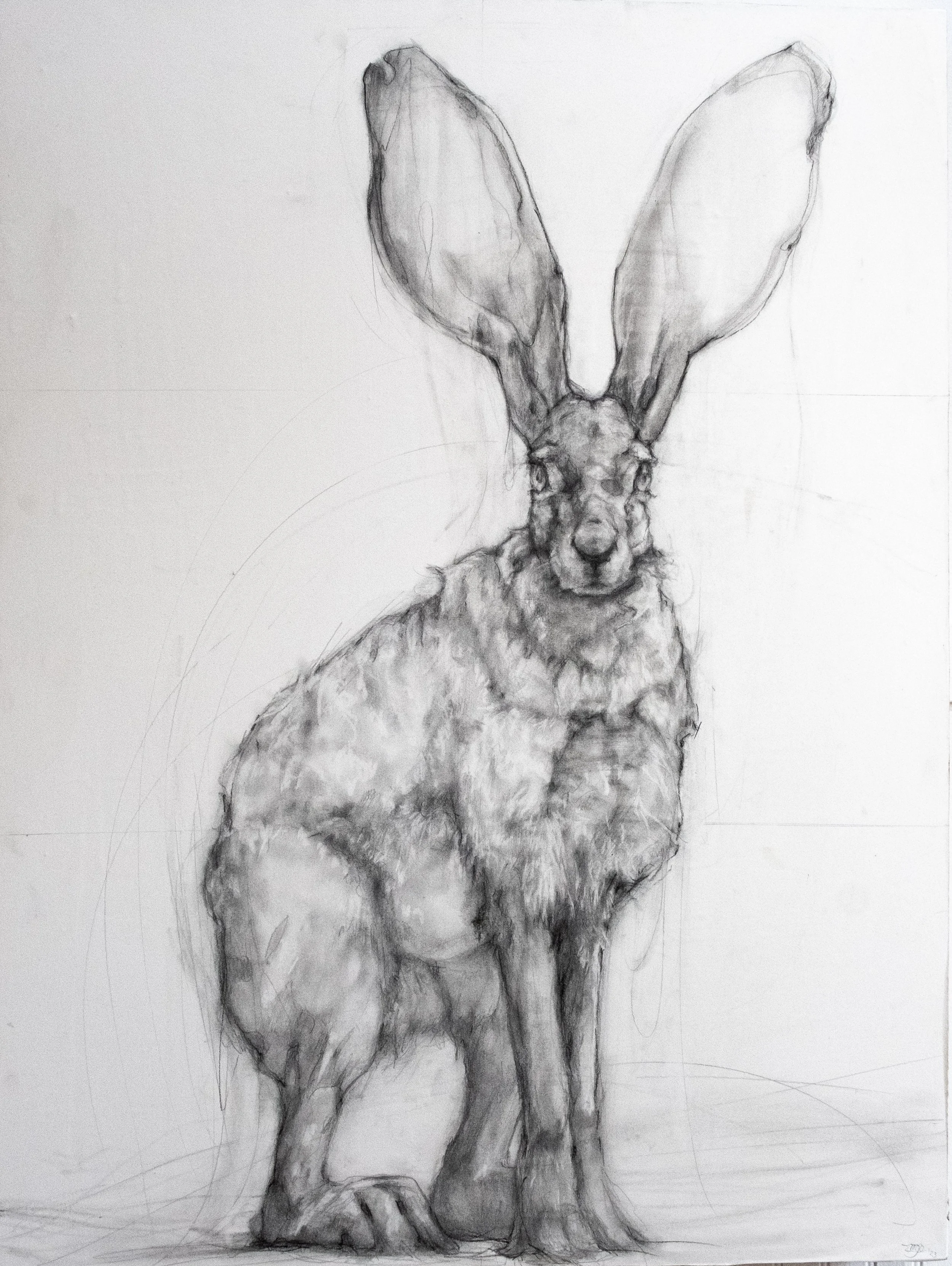 jackrabbit cw3.JPG