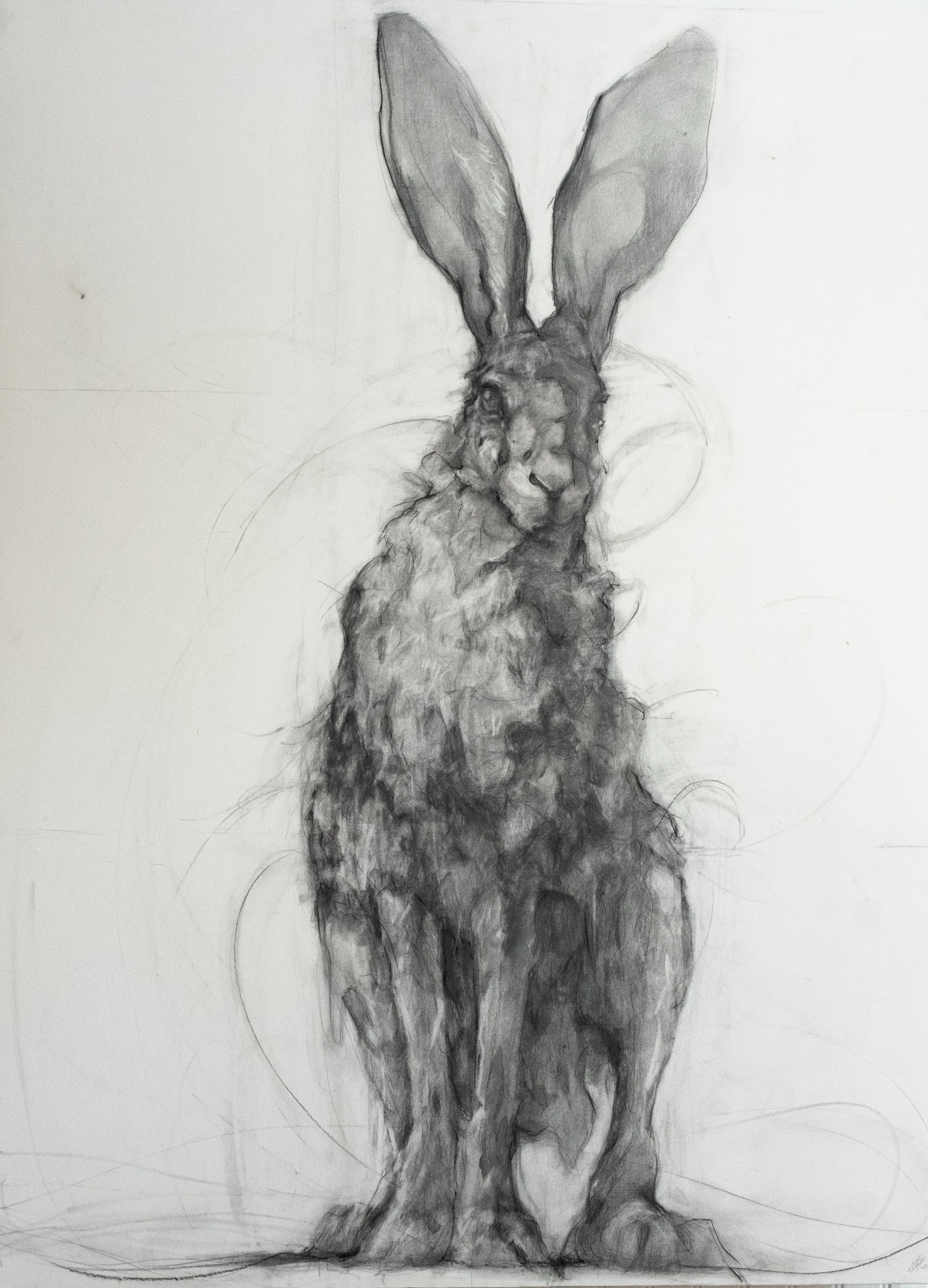 jackrabbit cw2.JPG
