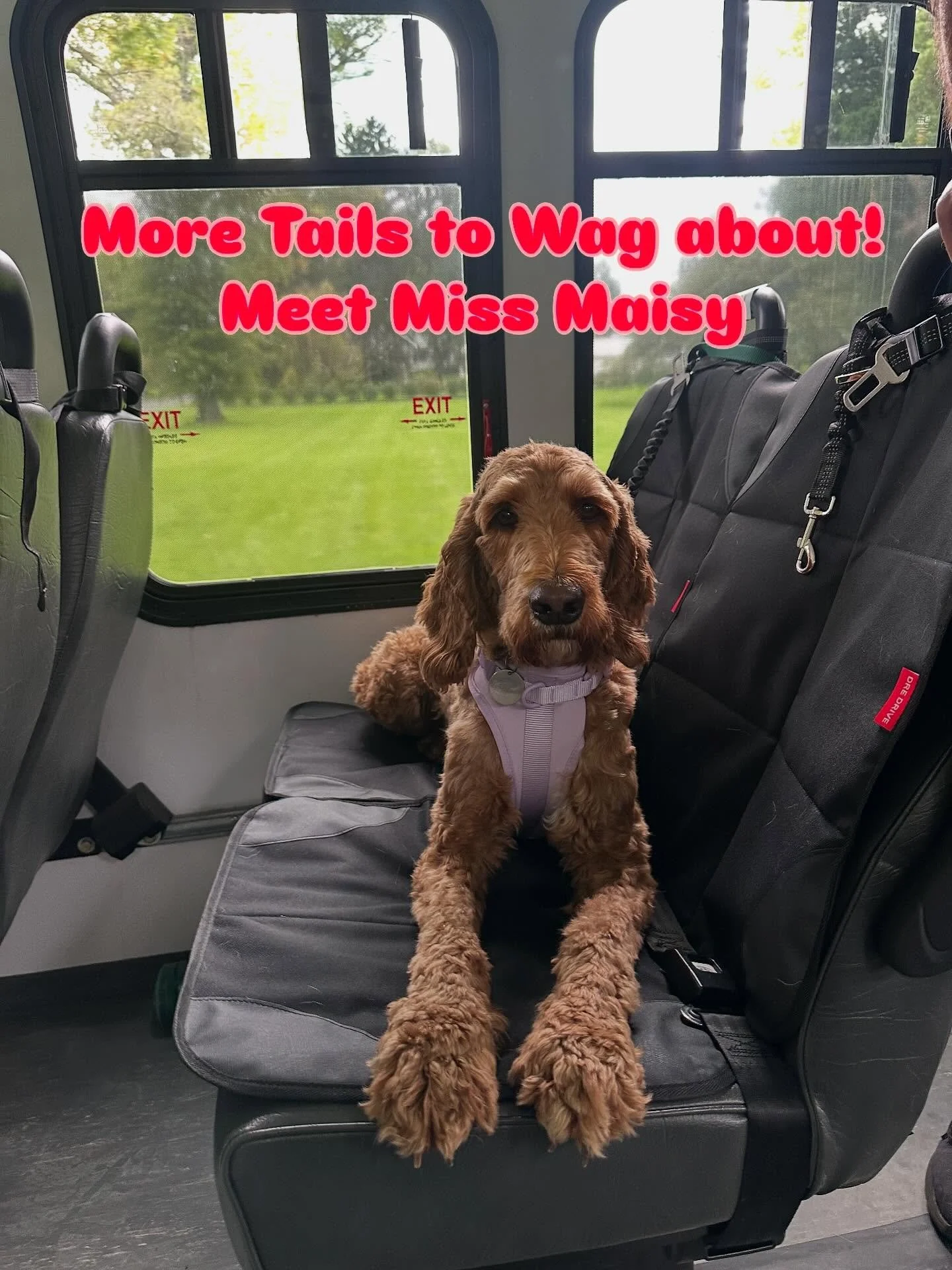Some of the sweetest pups have joined our Wags N&rsquo; Wheels family! 🐾🚌💚We&rsquo;re so excited to welcome these adorable new faces to our pack!&rdquo;