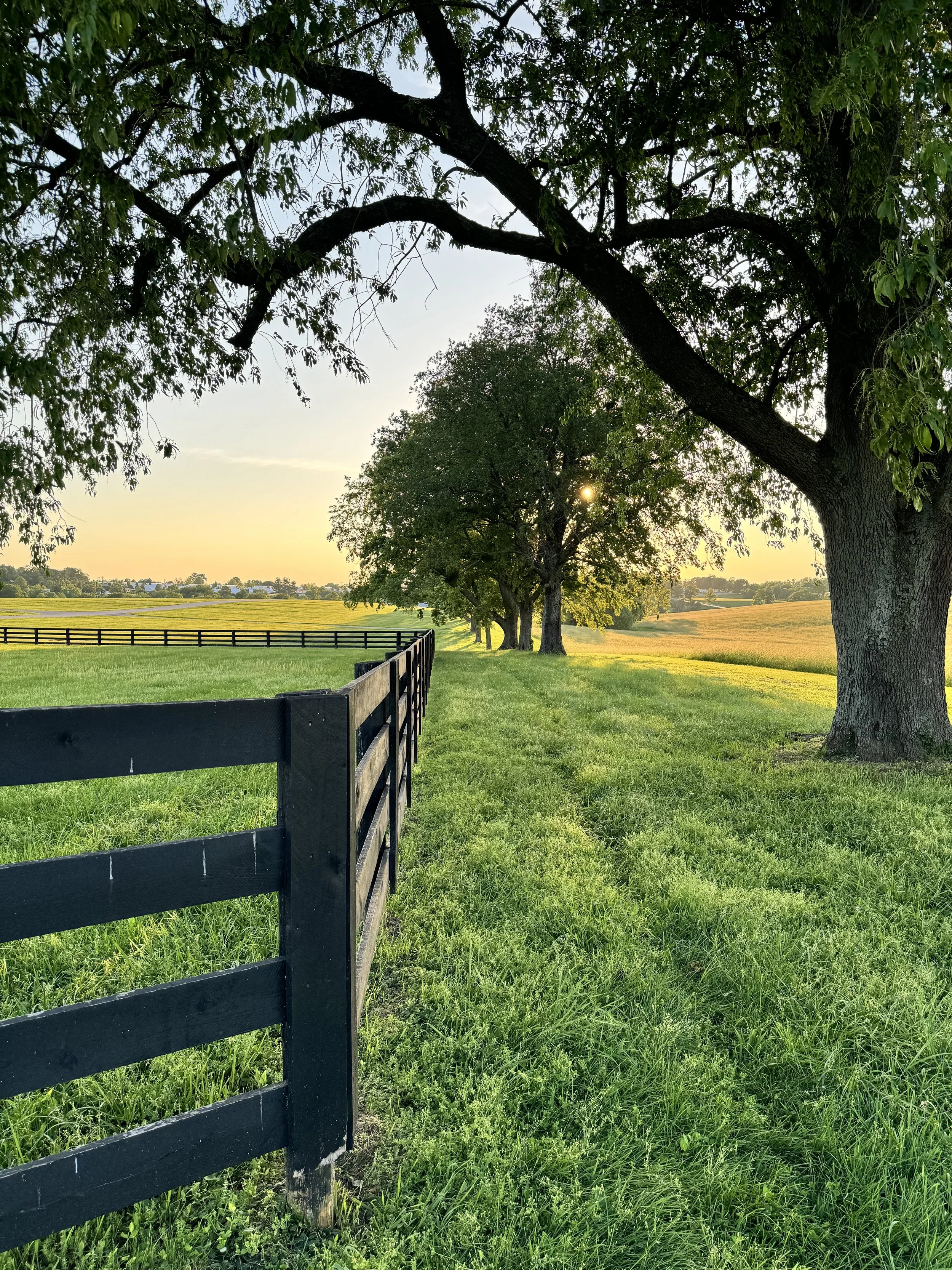 A rural landscape with a black wooden fence, large trees with green leaves, and open fields during sunset.
