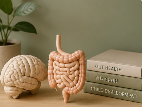Model of human brain and digestive system on a wooden surface with books about gut health, brain, and child development, and a potted plant in the background.