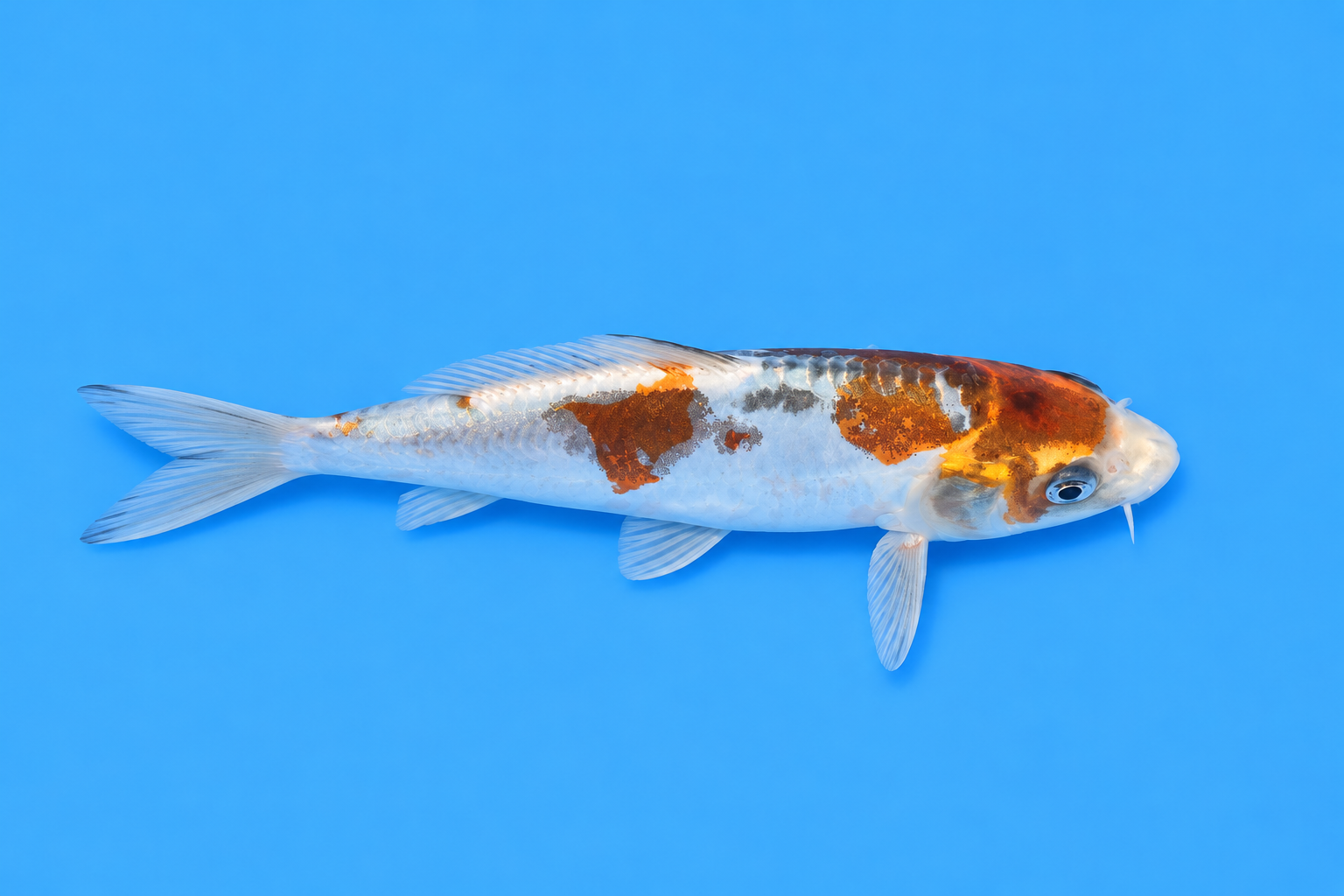 SKU S002401 (2).png