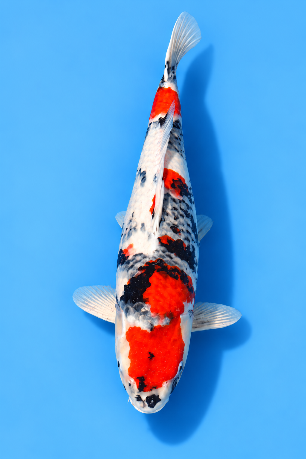 SKU S001773.png