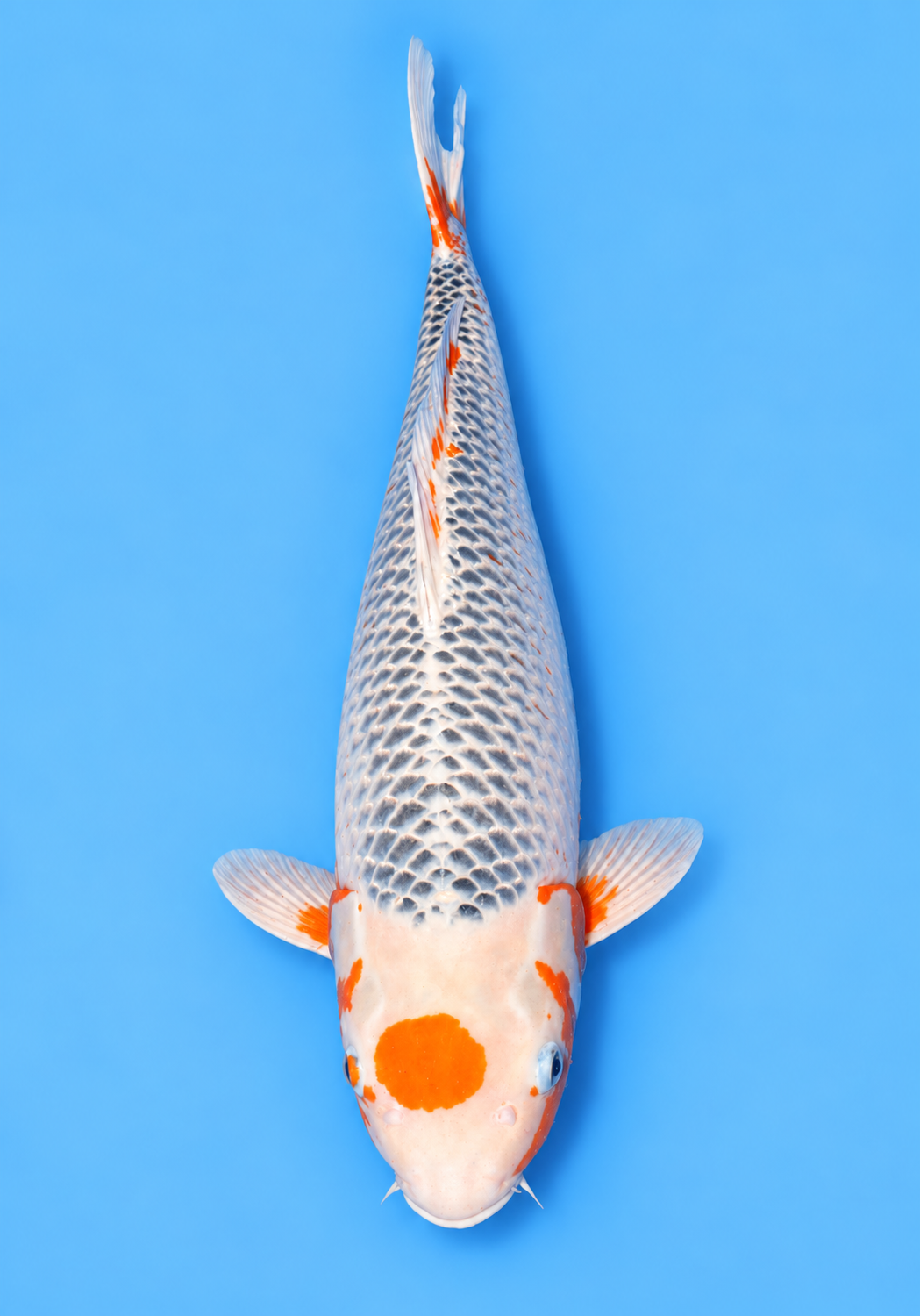 28" Maruten Asagi