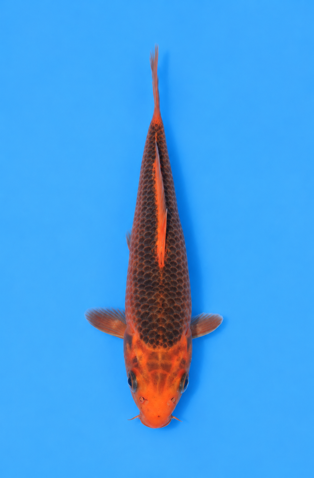 6" Aka Matsuba
