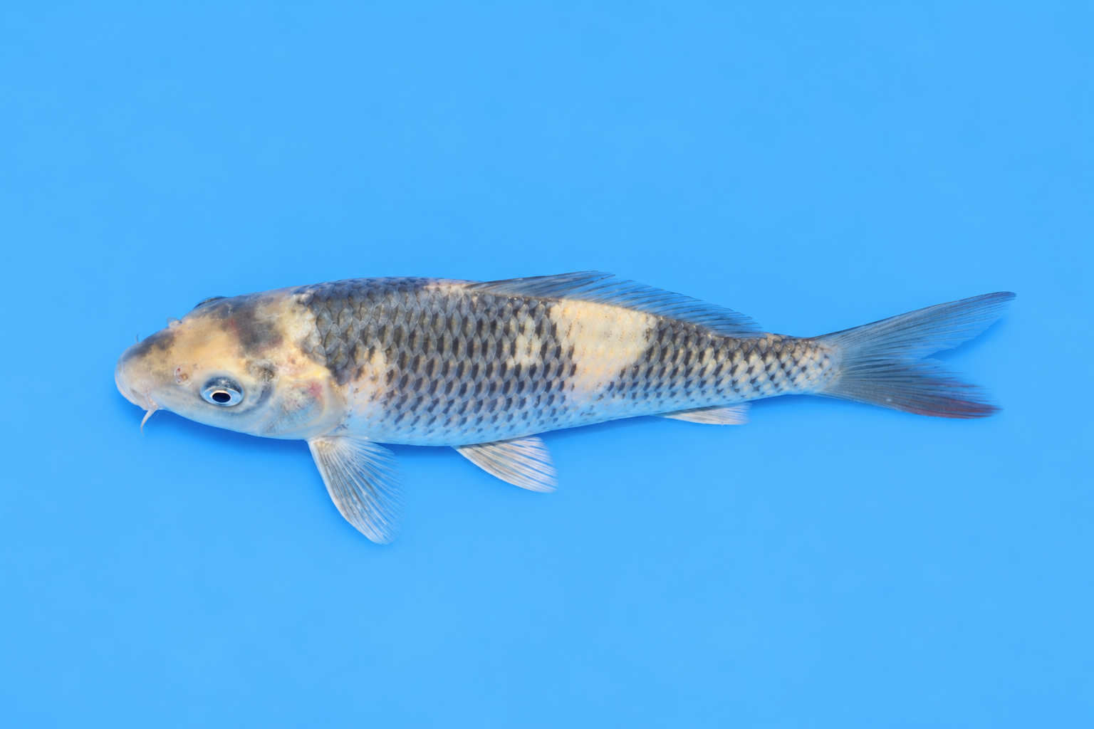 SKU S002410 (2).png