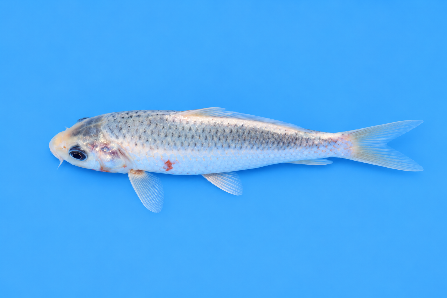 SKU S002412 (2).png