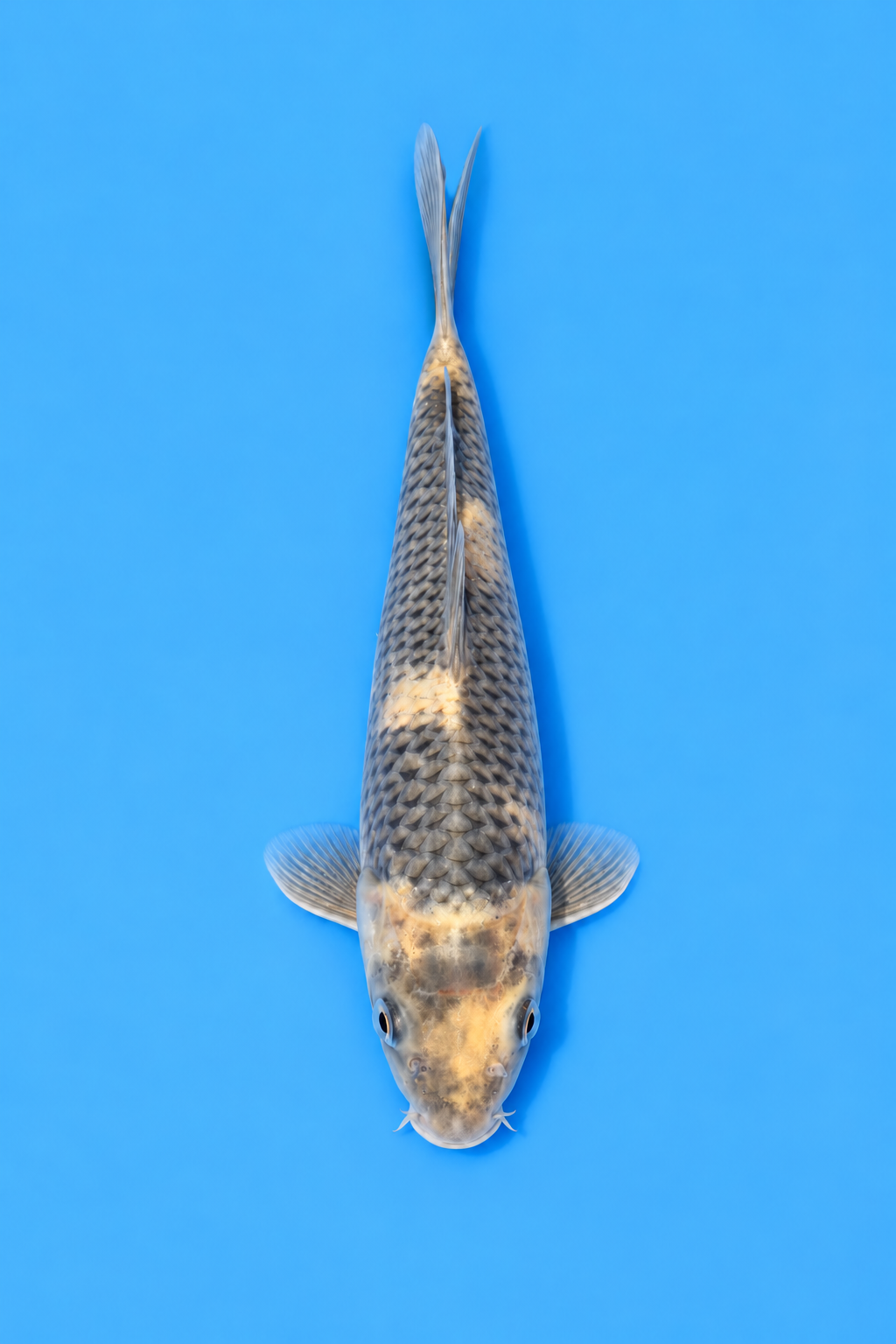 SKU S002410.png