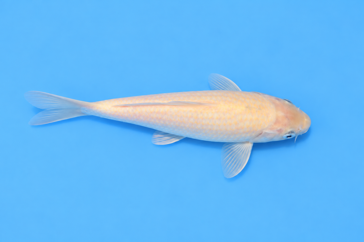 SKU S002407 (2).png