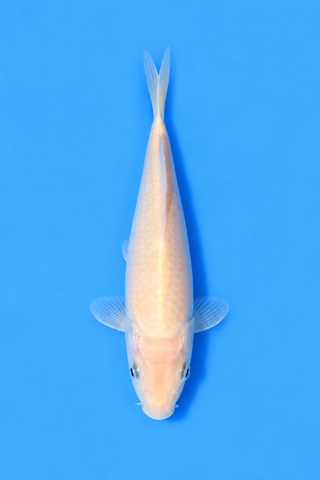 SKU S002413 (3).png