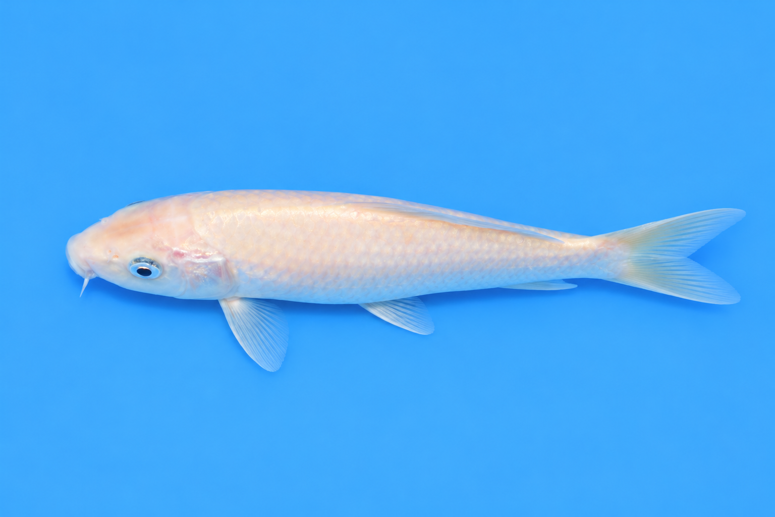 SKU S002413.png