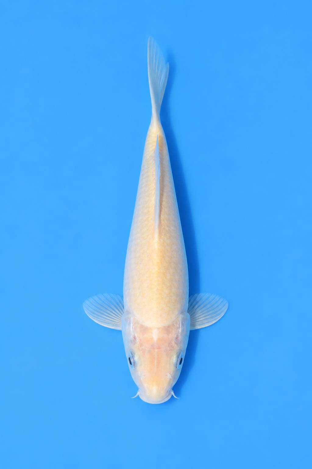 SKU S002407.png