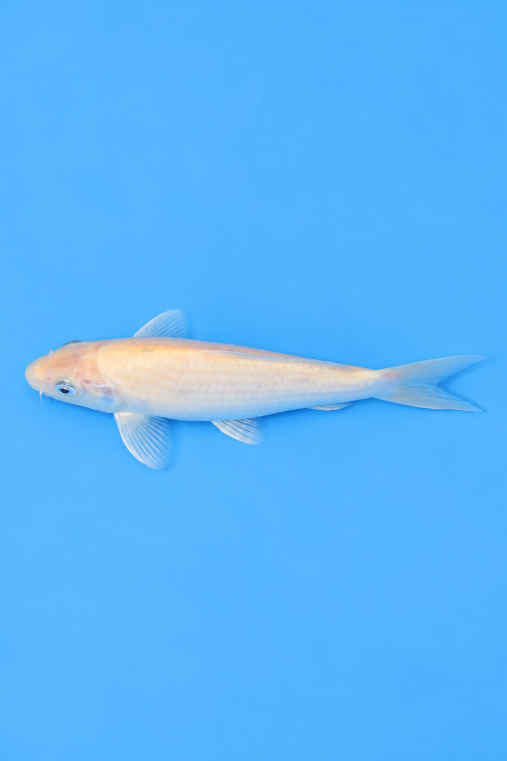 SKU S002407 (3).png