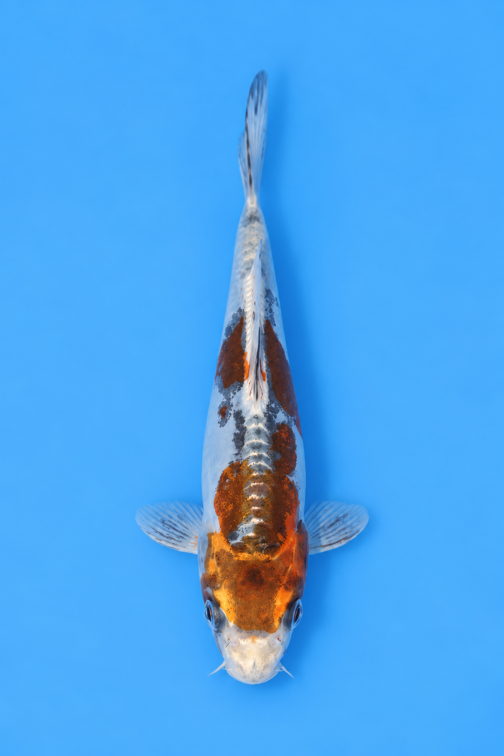 SKU S002401.png
