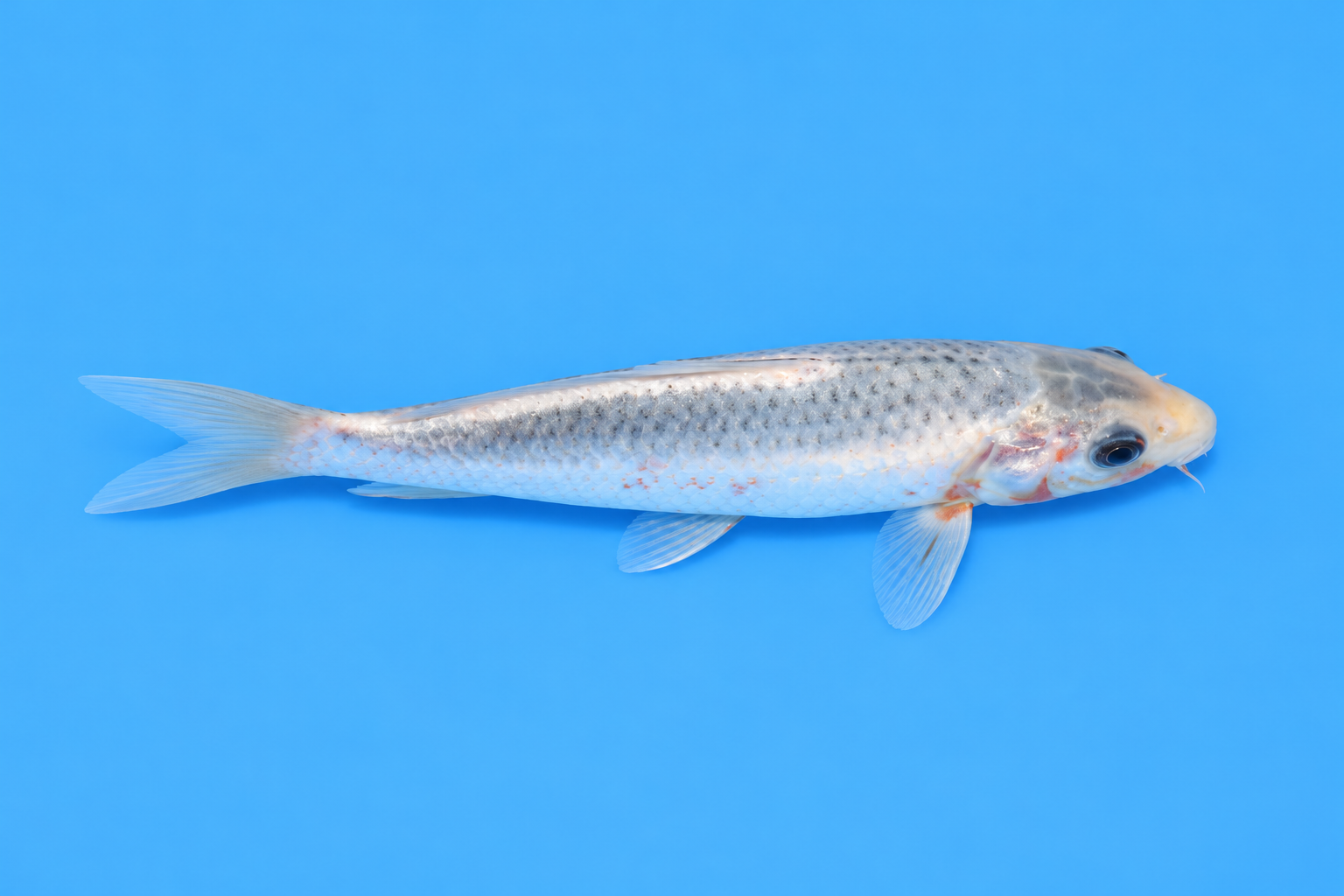 SKU S002412.png