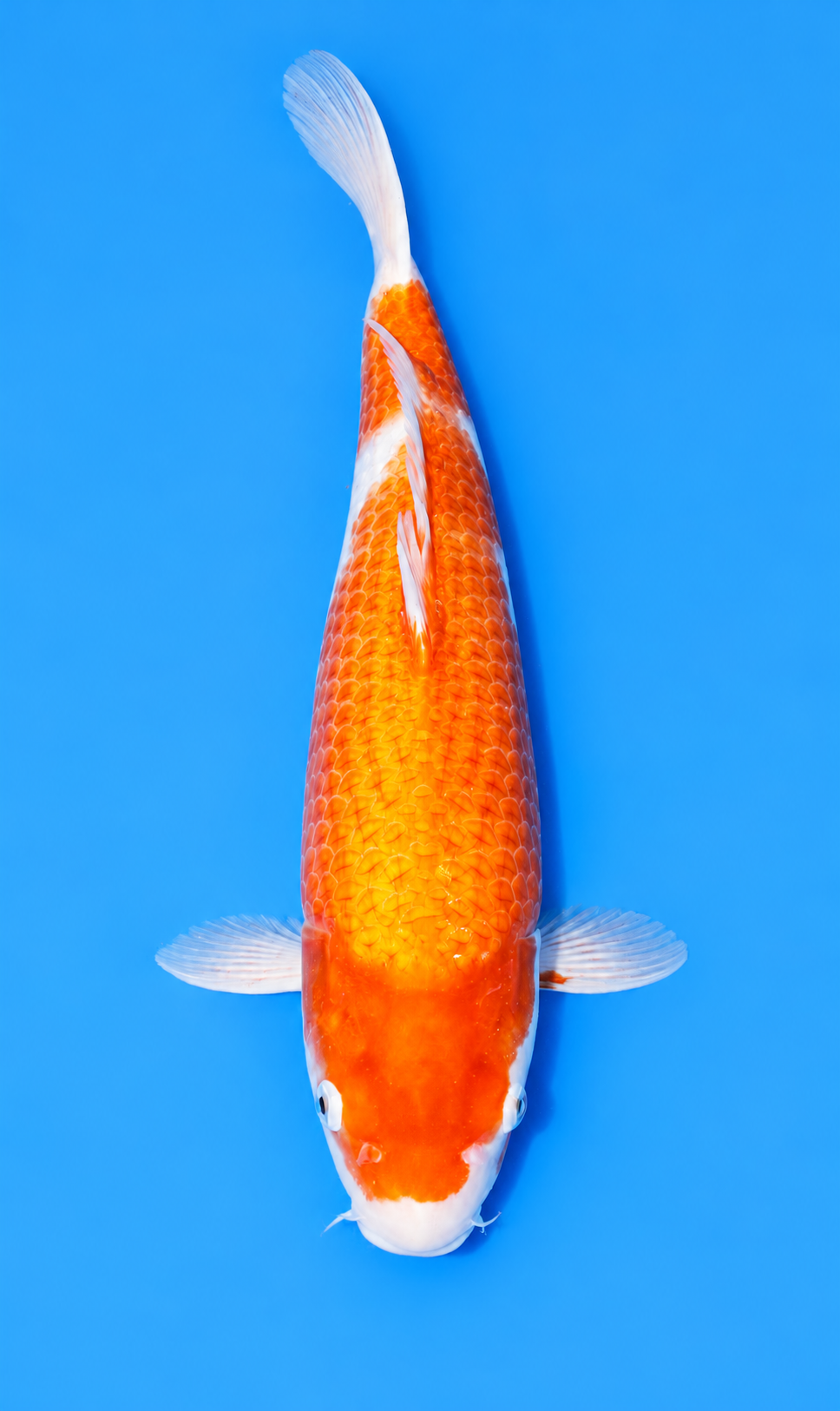 17.5" Kohaku
