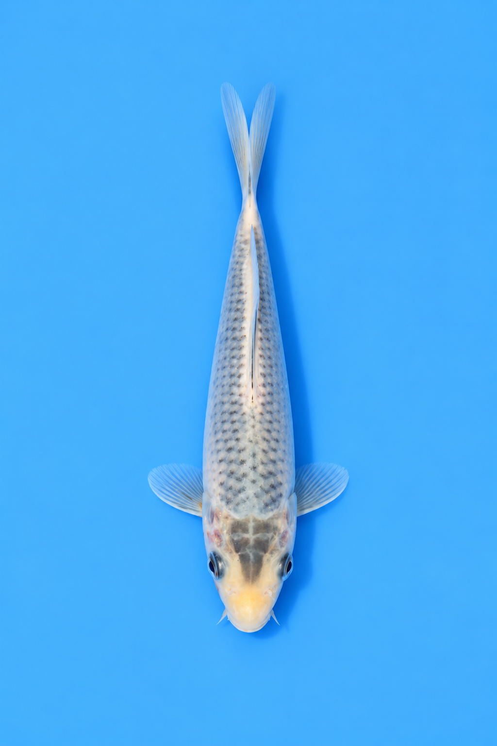 SKU S002412 (3).png
