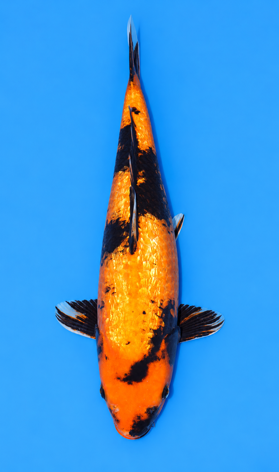 18" Gin Rin Hi Utsuri