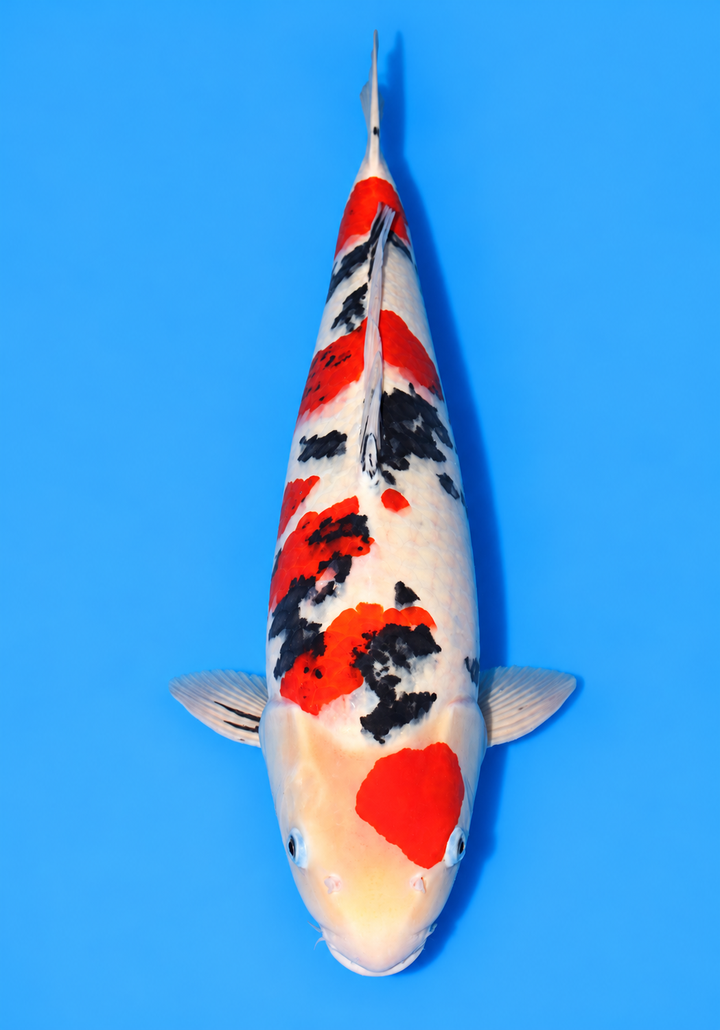 26" Maruten Sanke