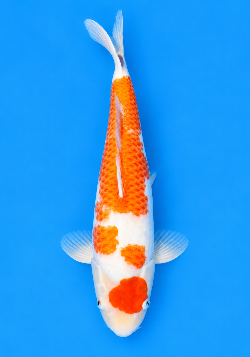 16" Kohaku