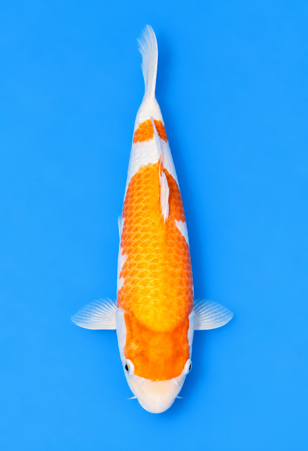 15" Kohaku