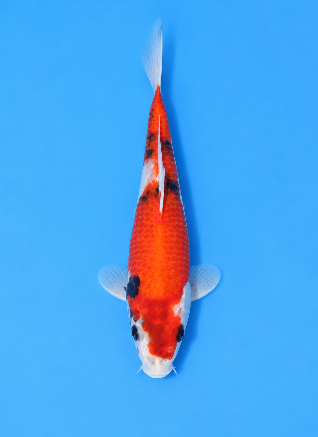 SKU S002403.png