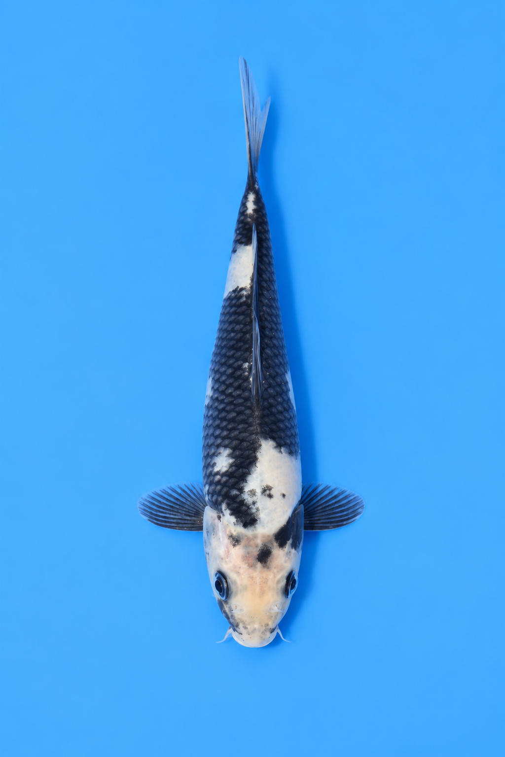 6" Shiro Utsuri