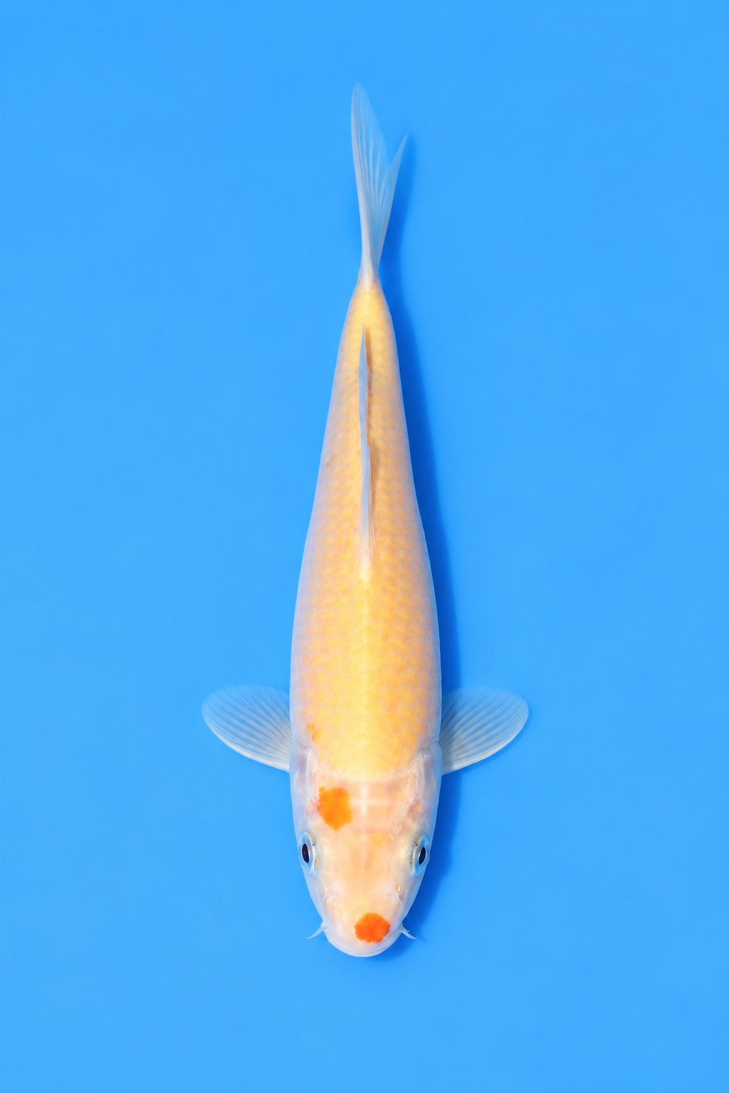 7.5" Kawarigoi