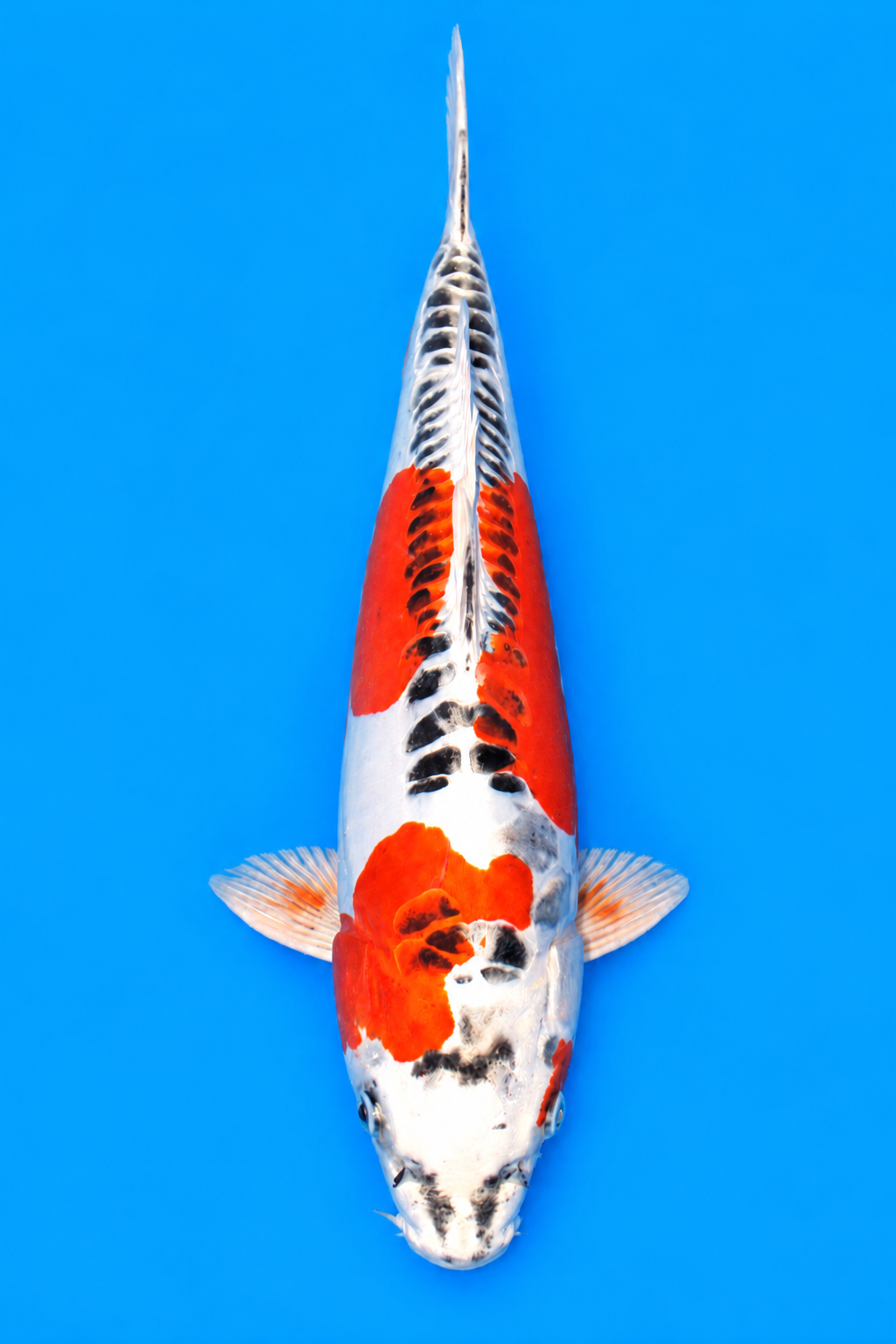 16" Beni Kikokuryu