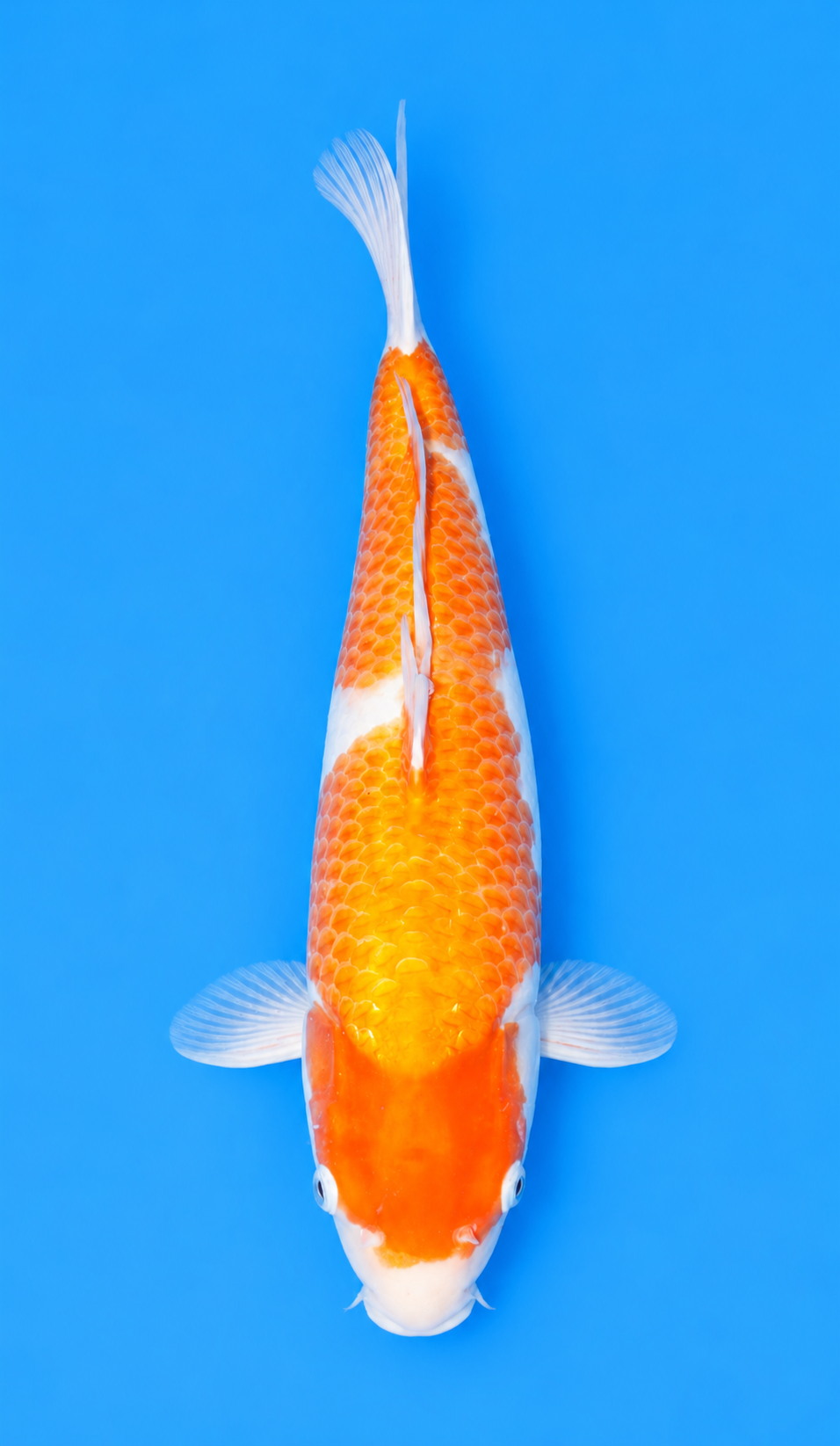 SKU S002181.png