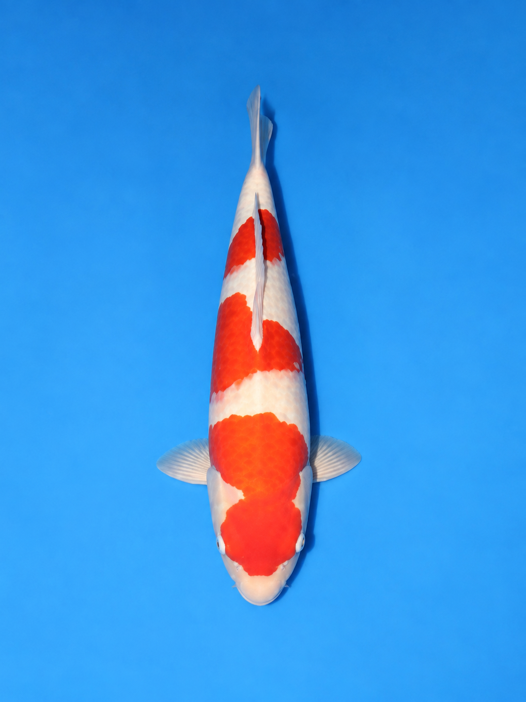 20" Kohaku