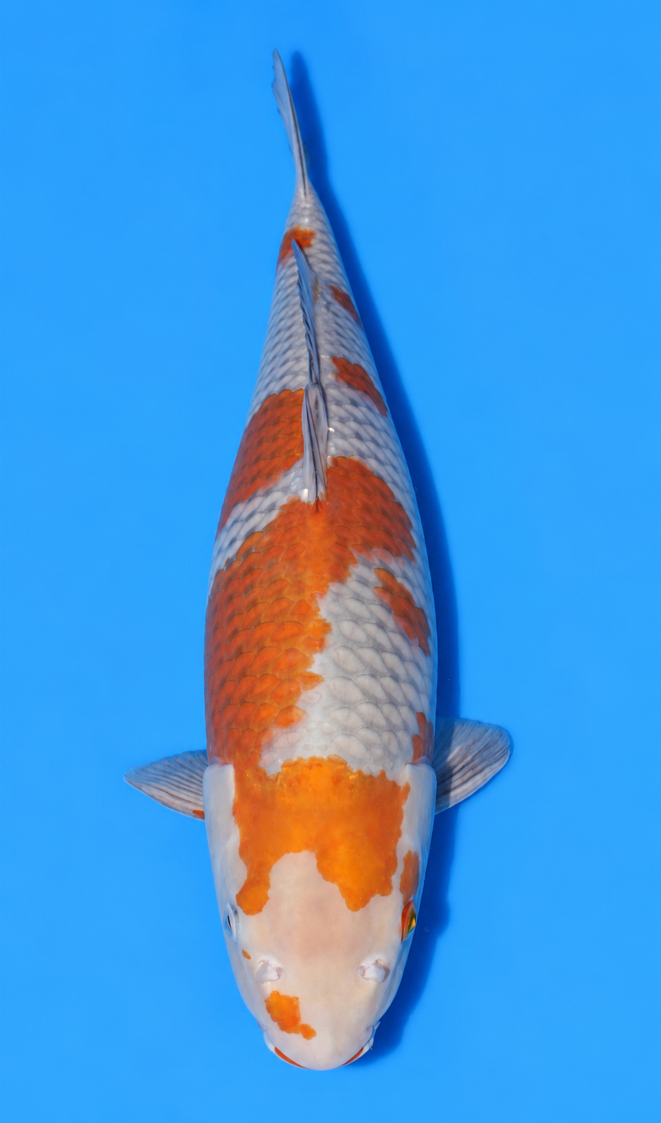 20" Ochiba Shigure