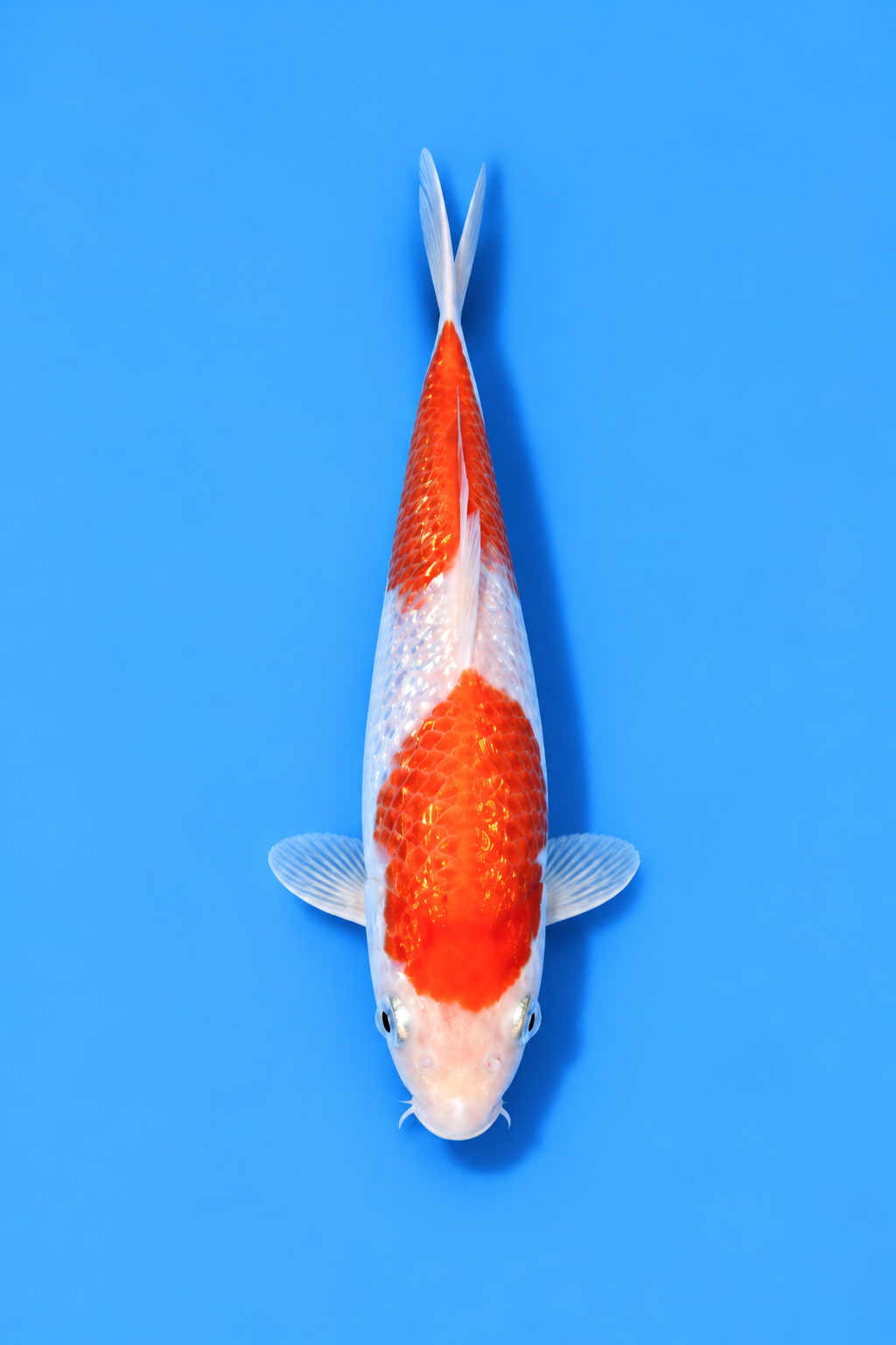 6" Gin Rin Kohaku