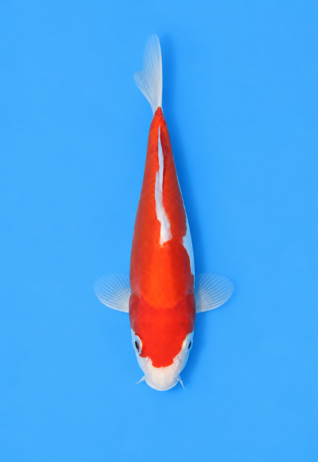 7.5" Doitsu Kohaku
