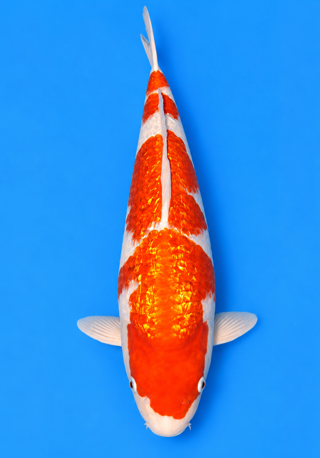 17" Gin Rin Kohaku