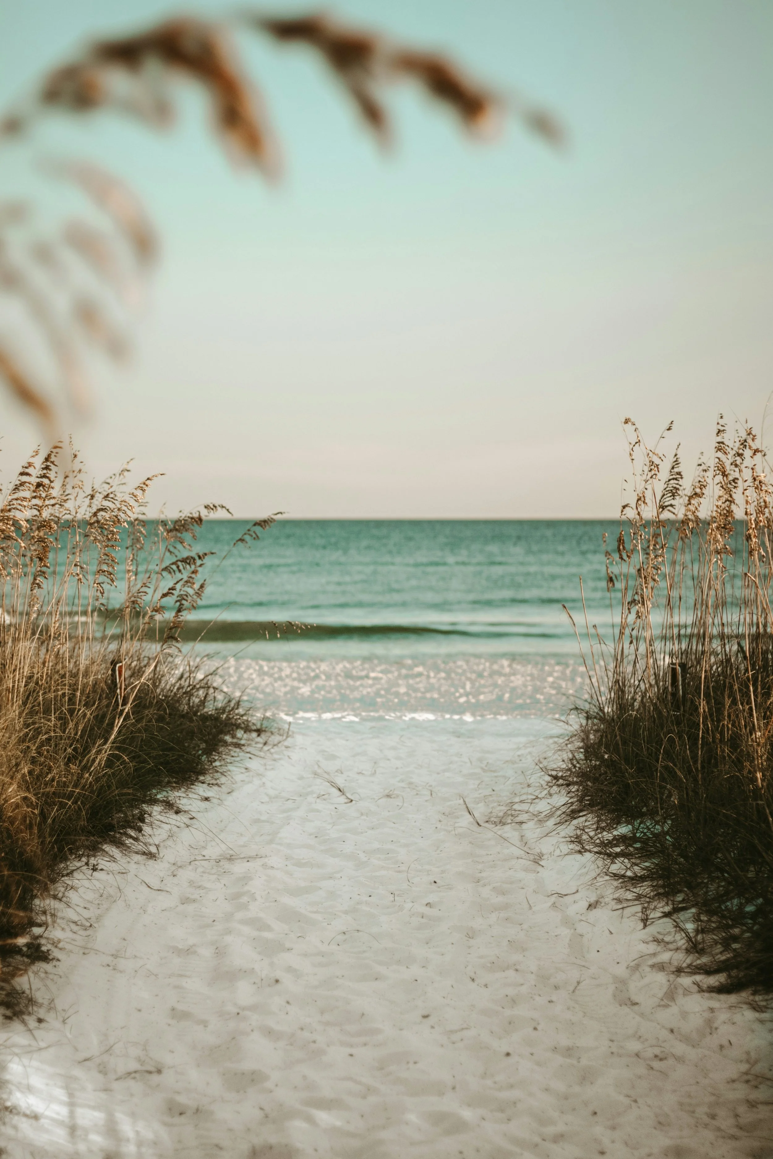 A sandy pathway leading to the beach, with tall grasses on either side, and the ocean in the background under a clear sky.