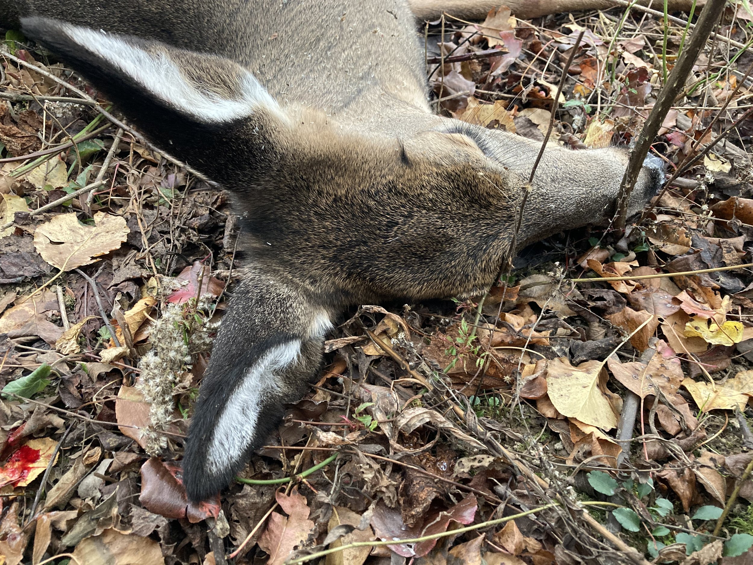 Basic Full Service Deer Processing-Skin-Debone-Vacuum Packing