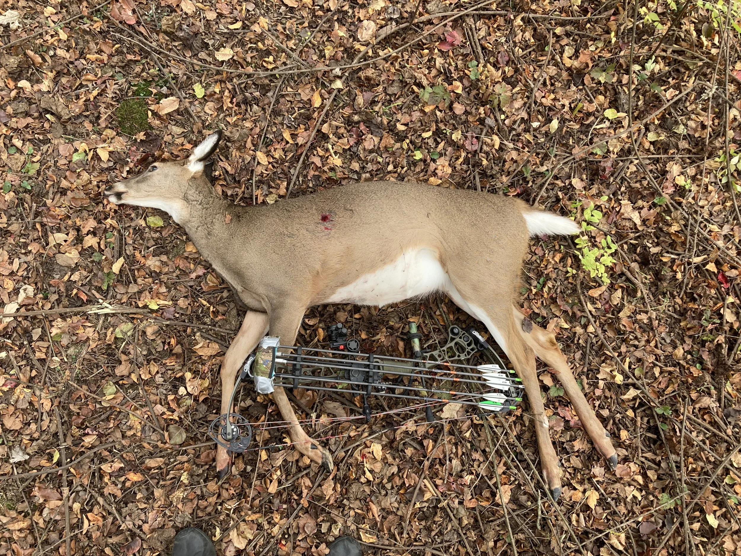Full Service Ohio in Field Recovery, Backstraps, and 4 Quarters Packout