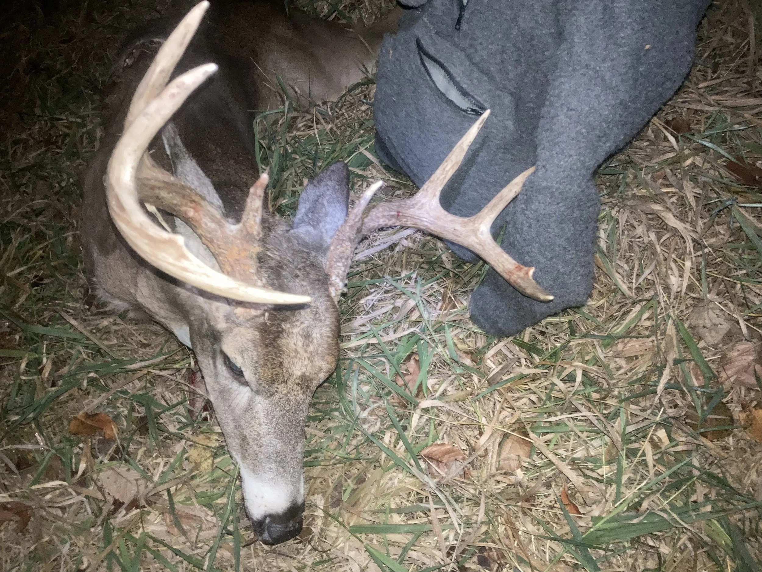 Ohio Whitetail Deer Buck Caping Service