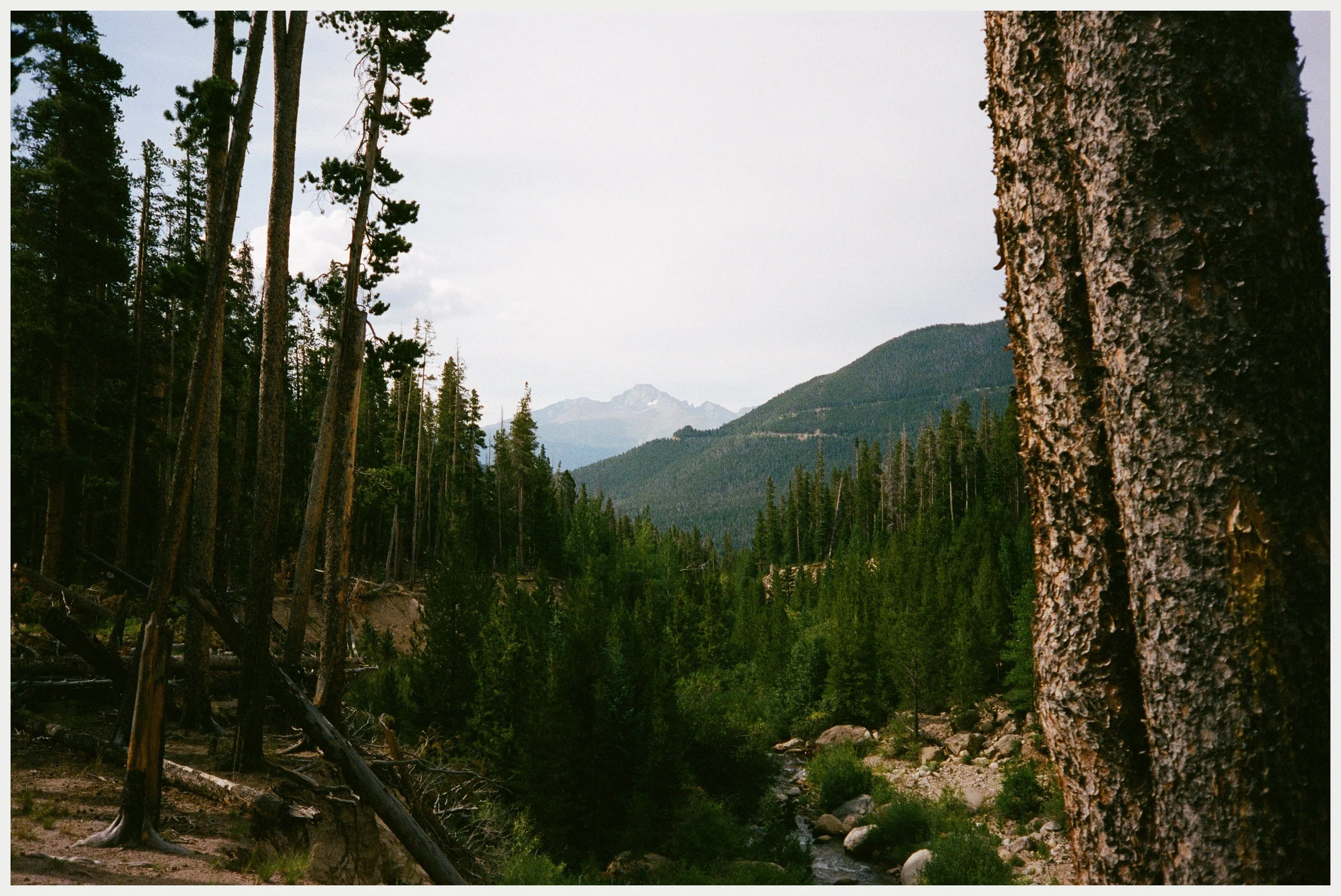 A scenic view of a forested mountain landscape with tall pine trees, rugged mountain peaks in the background, and a small river flowing through the valley, under a cloudy sky.