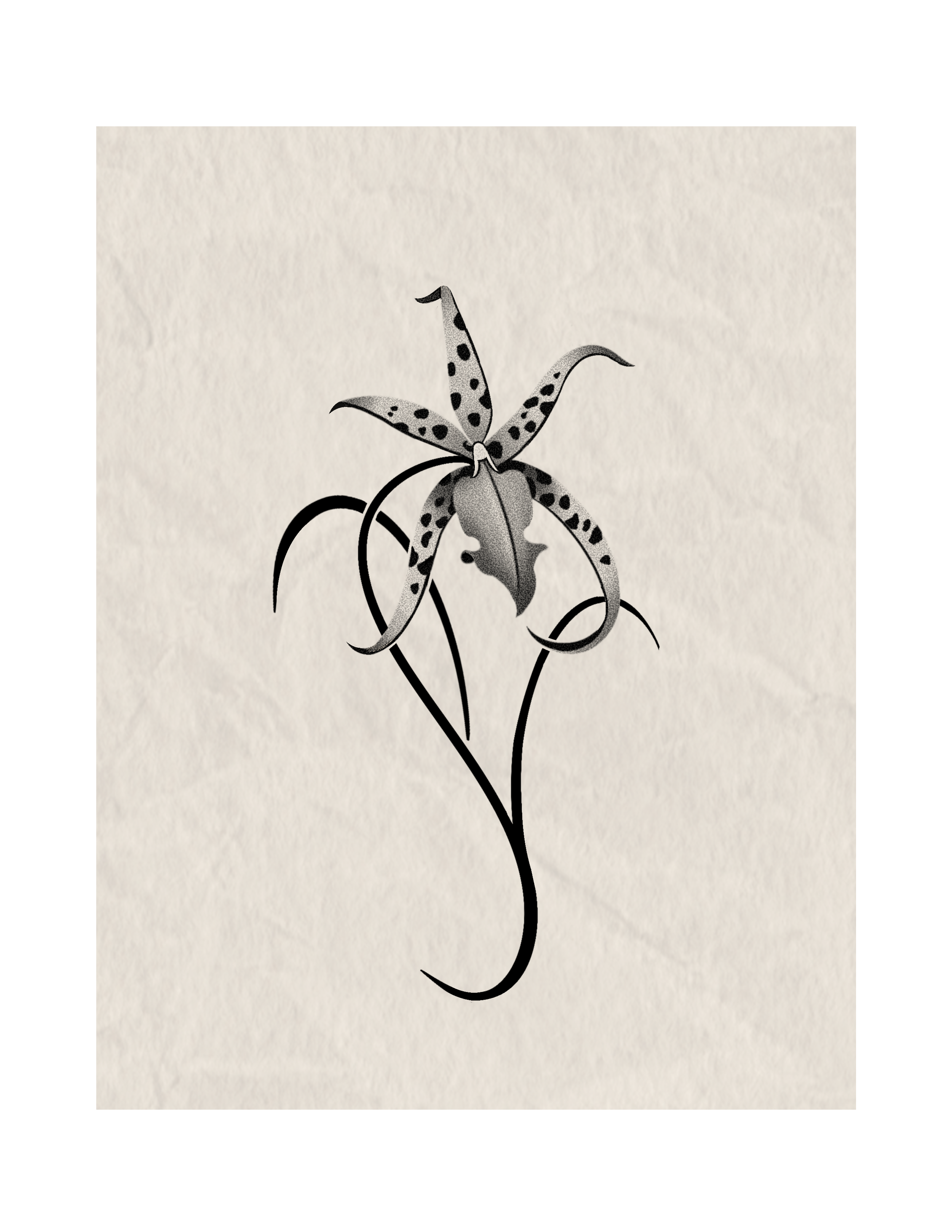 A black and white illustration of a hyacinth flower on textured paper.