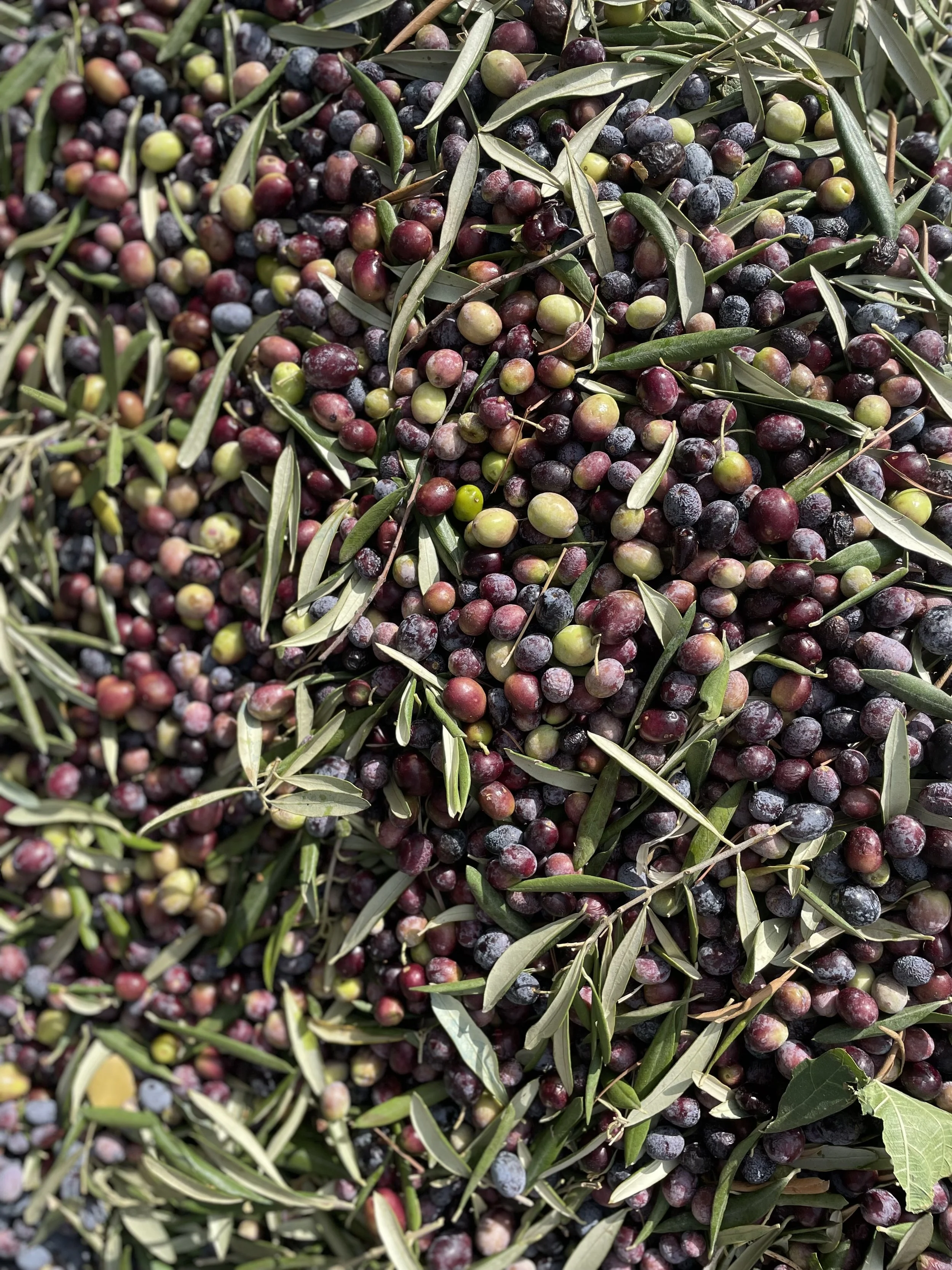 Close-up of freshly harvested olives in various colors including green, purple, and black, with some leaves and twigs mixed in.