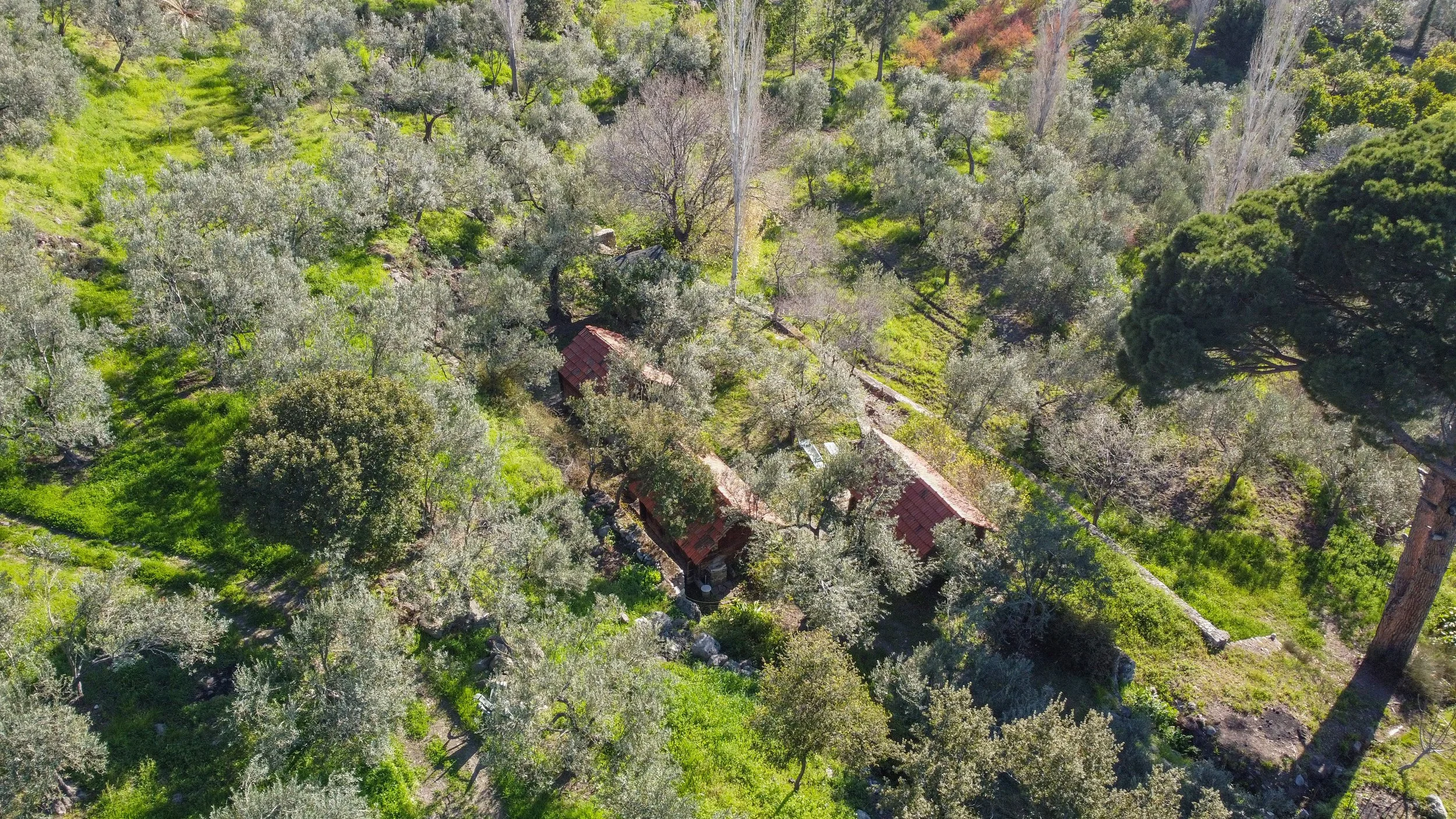 An aerial view of a lush green landscape with numerous trees and small structures with red rooftops, surrounded by vibrant grass and rocky terrain.