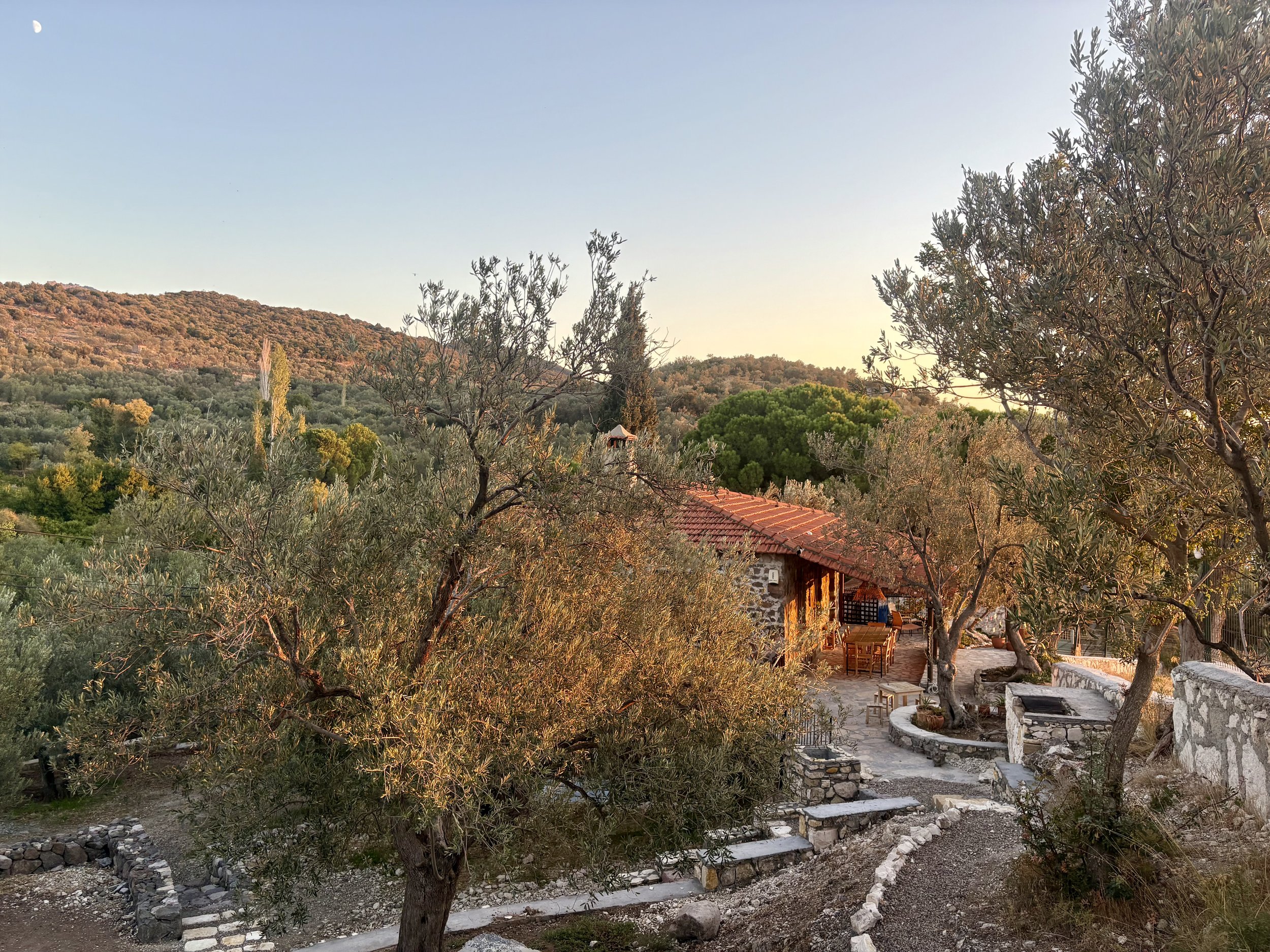 A scenic view of a hillside covered in olive trees under a clear sky, with a rustic stone house and an outdoor seating area in the foreground.