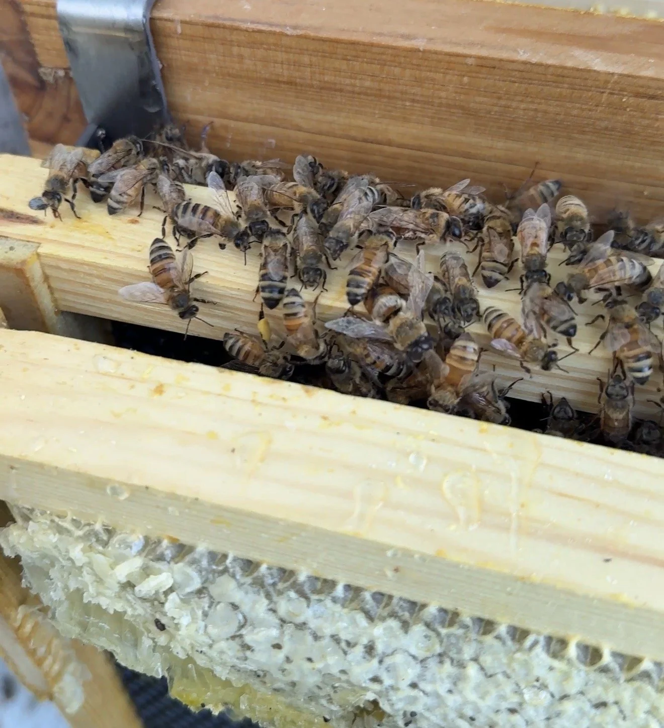 Close-up of a honeybee hive with bees working inside, showing wooden frames and honeycomb.